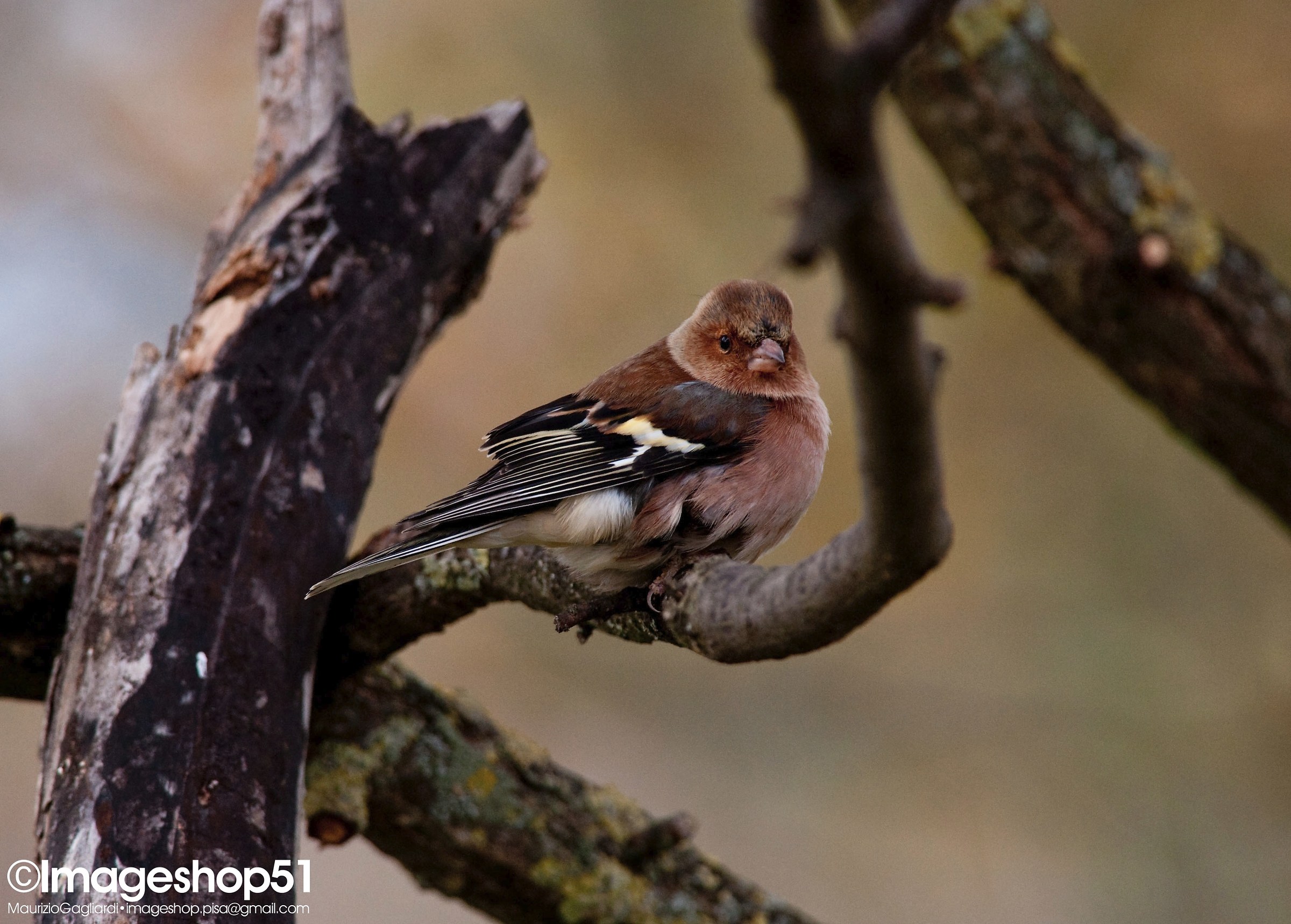 Birdlife to the Park
