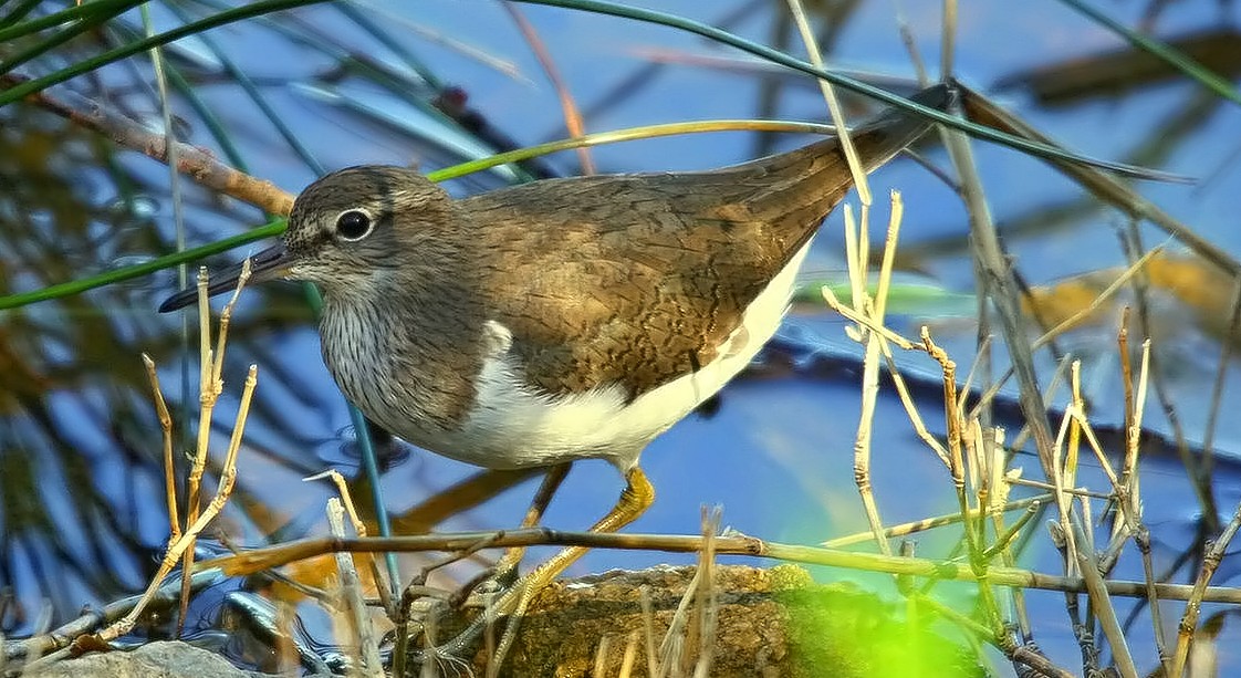 sandpiper