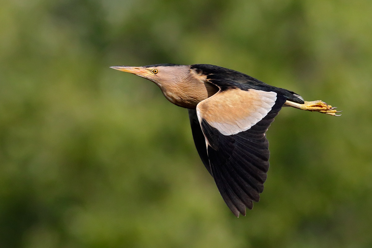 Bittern in flight