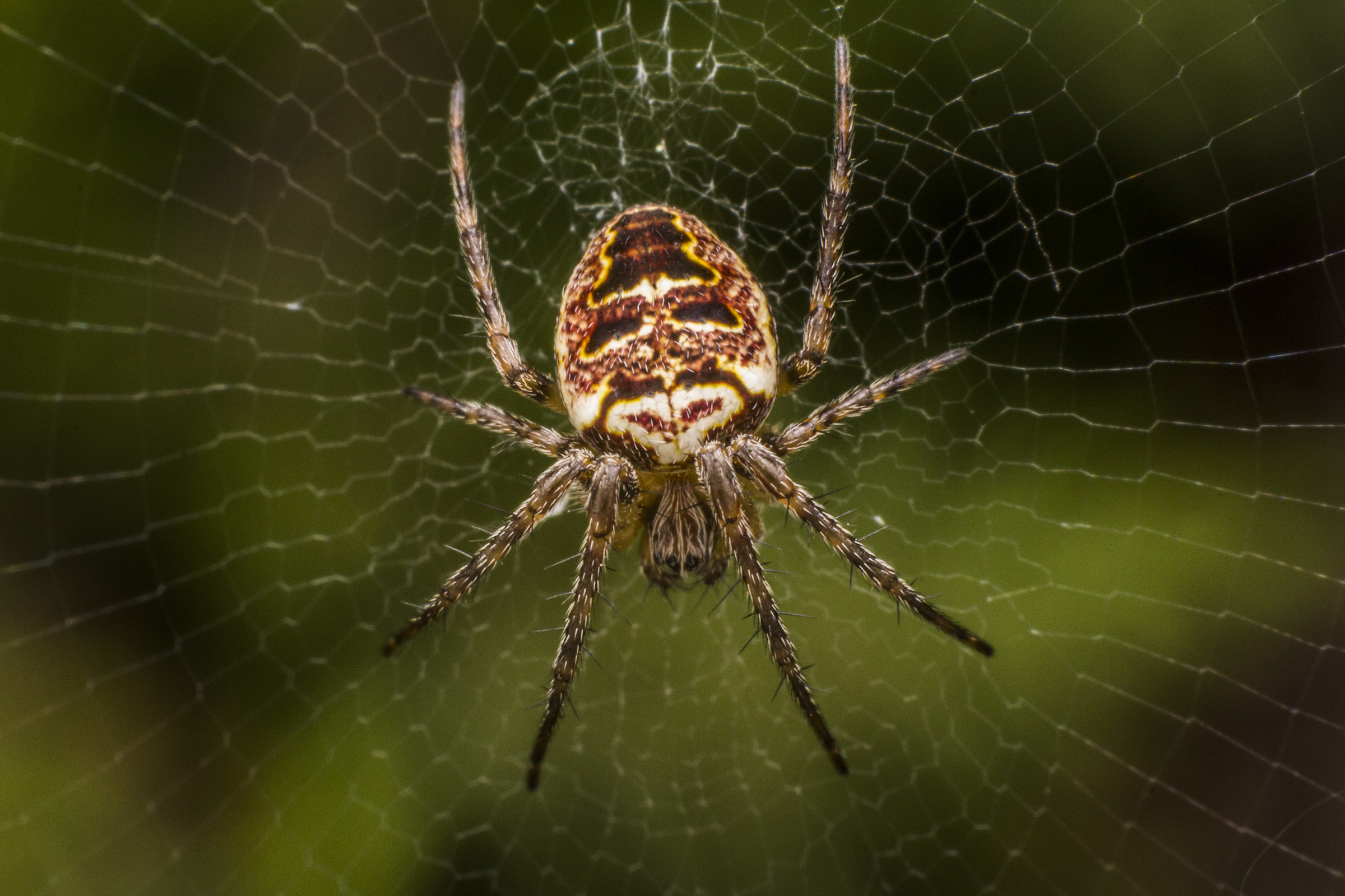 Araneide su Ragnatela (Zilla diodia)
