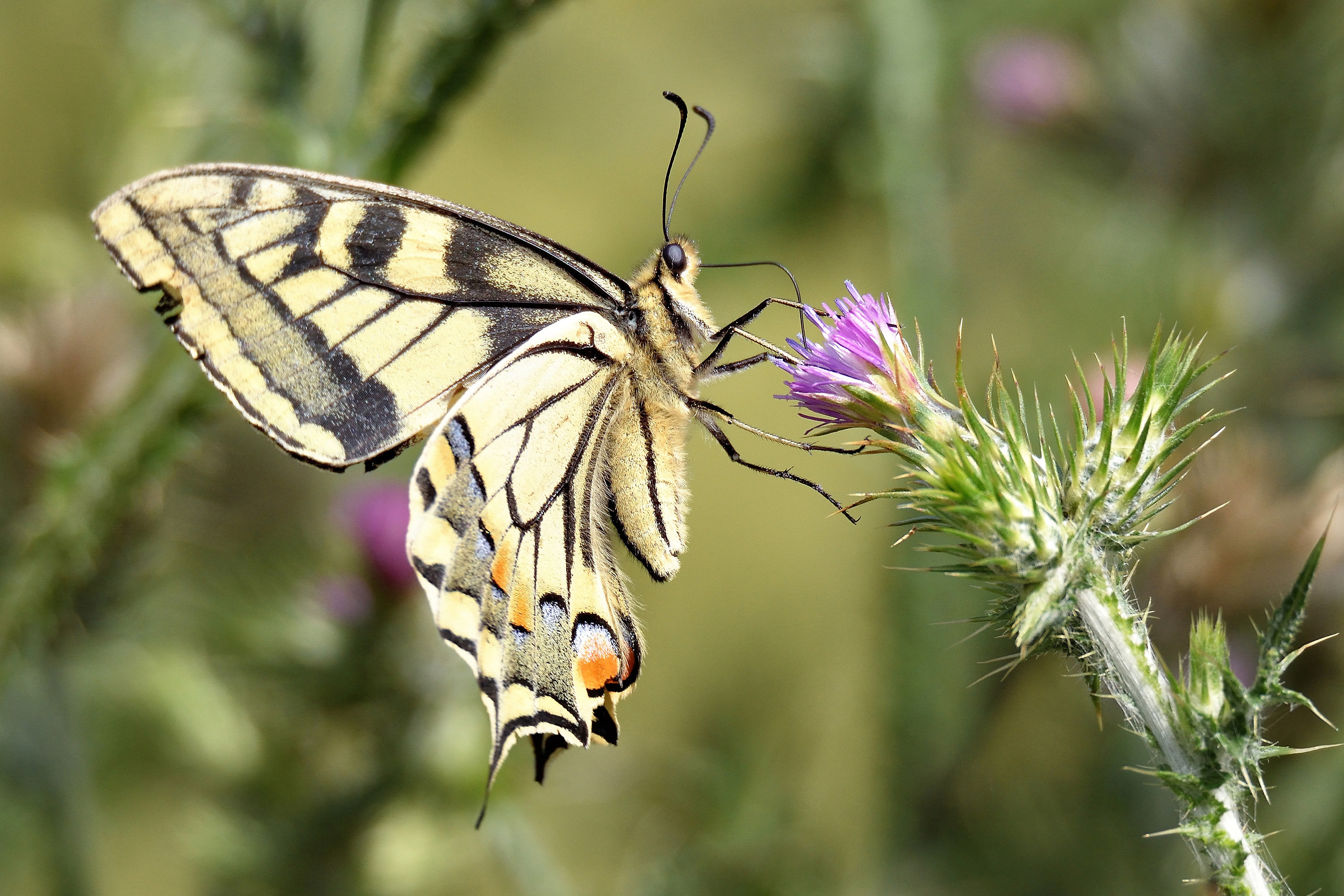 swallowtail