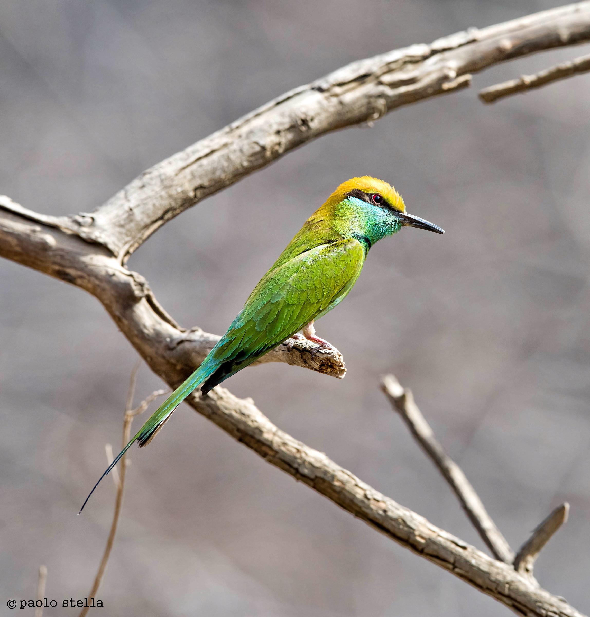 Little Green Bee Eater