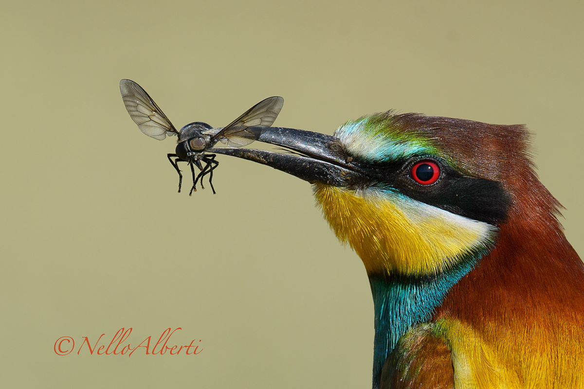 bee-eater with insect!