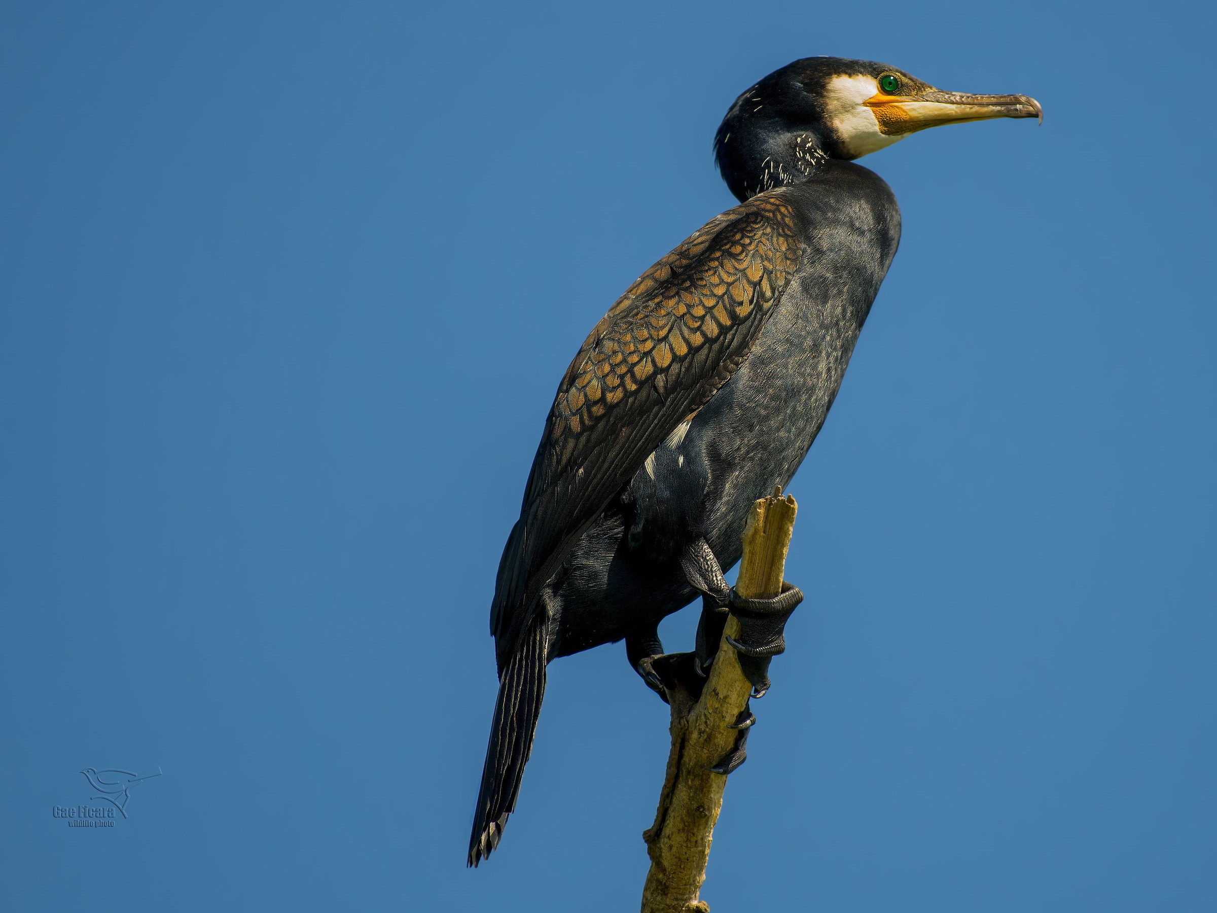 Cormorant