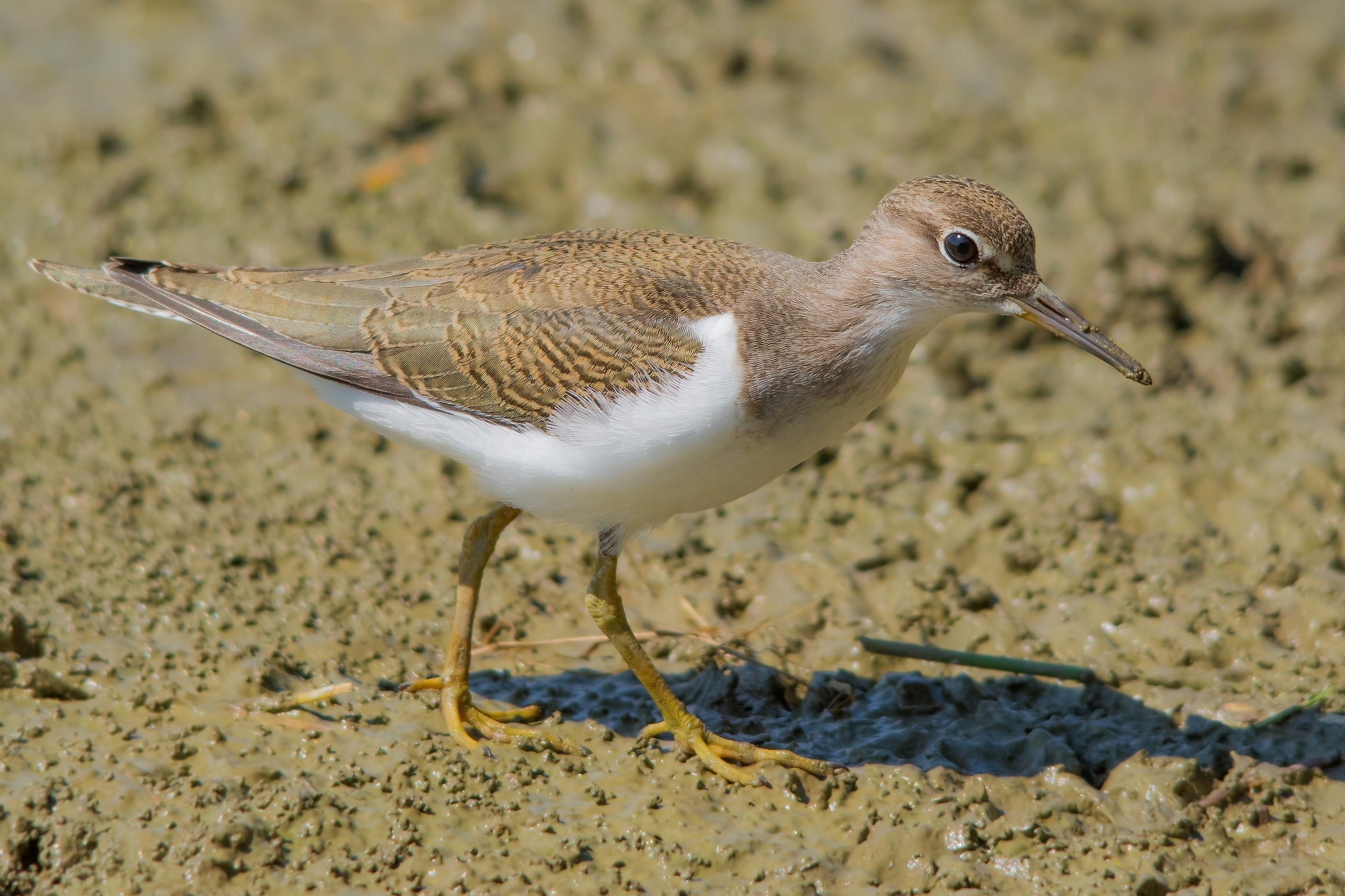 sandpiper