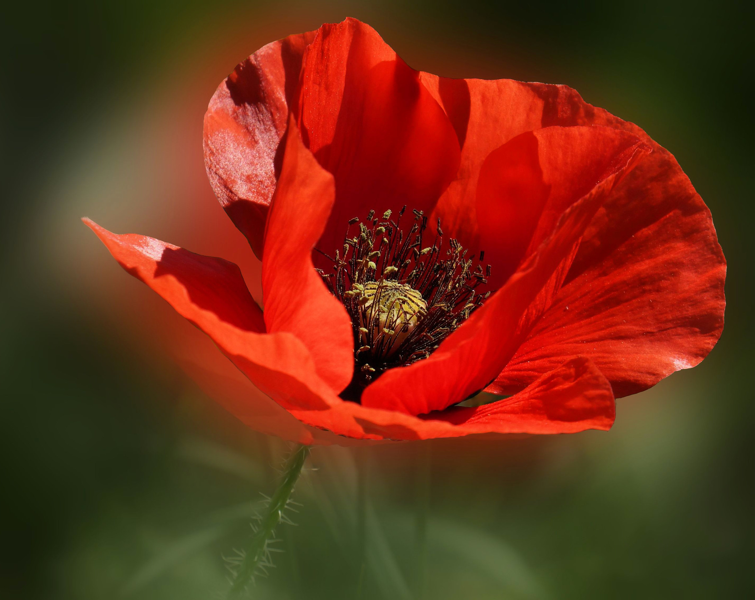 Beautiful red and love with the sun.