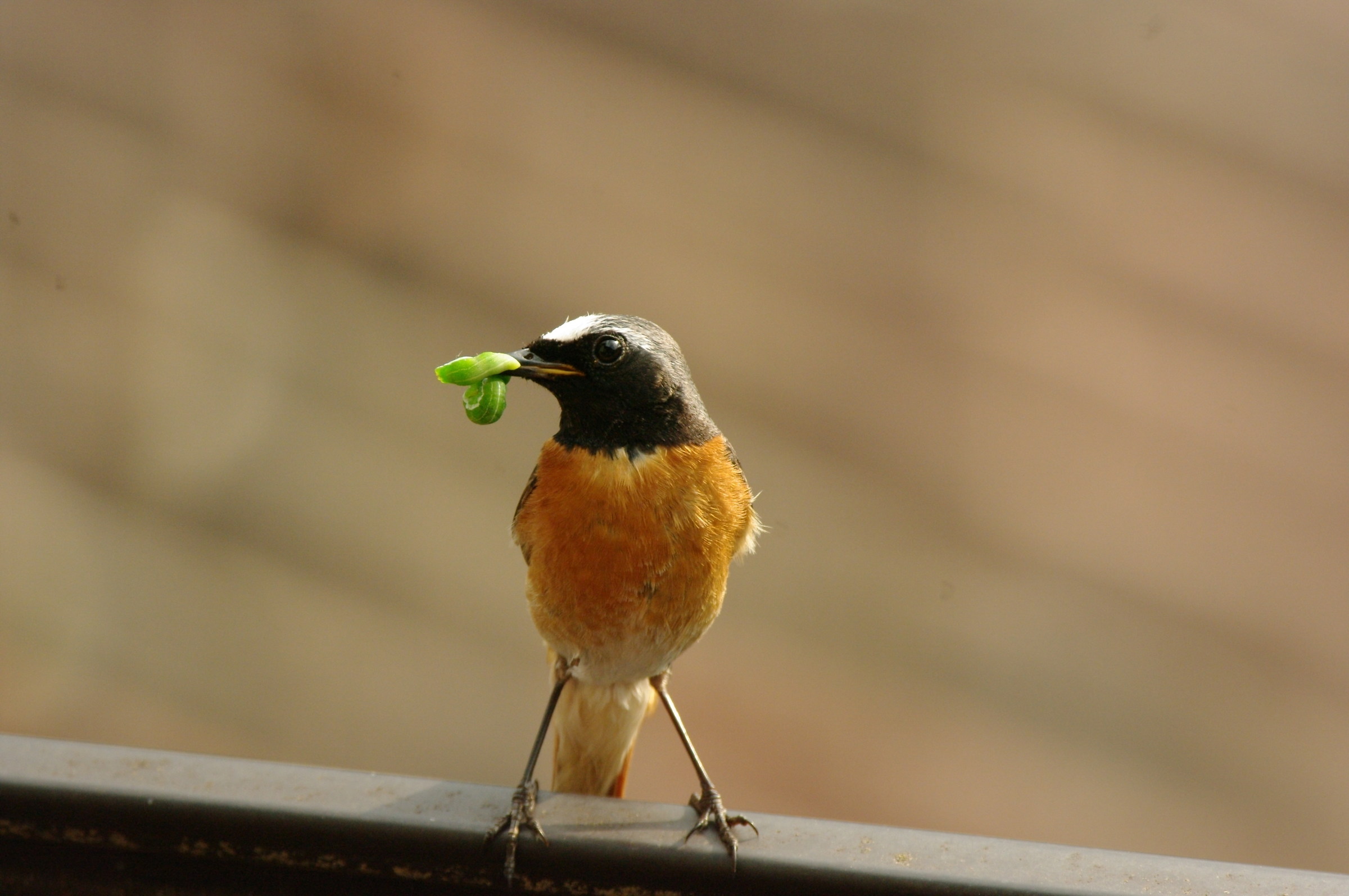 Codirosso (Phoenicurus phoenicurus)