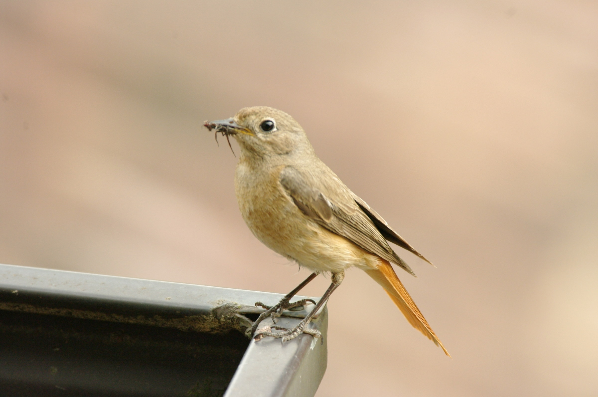 Codirosso (Phoenicurus phoenicurus)