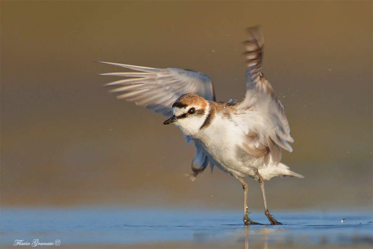 the detachment of the refectory