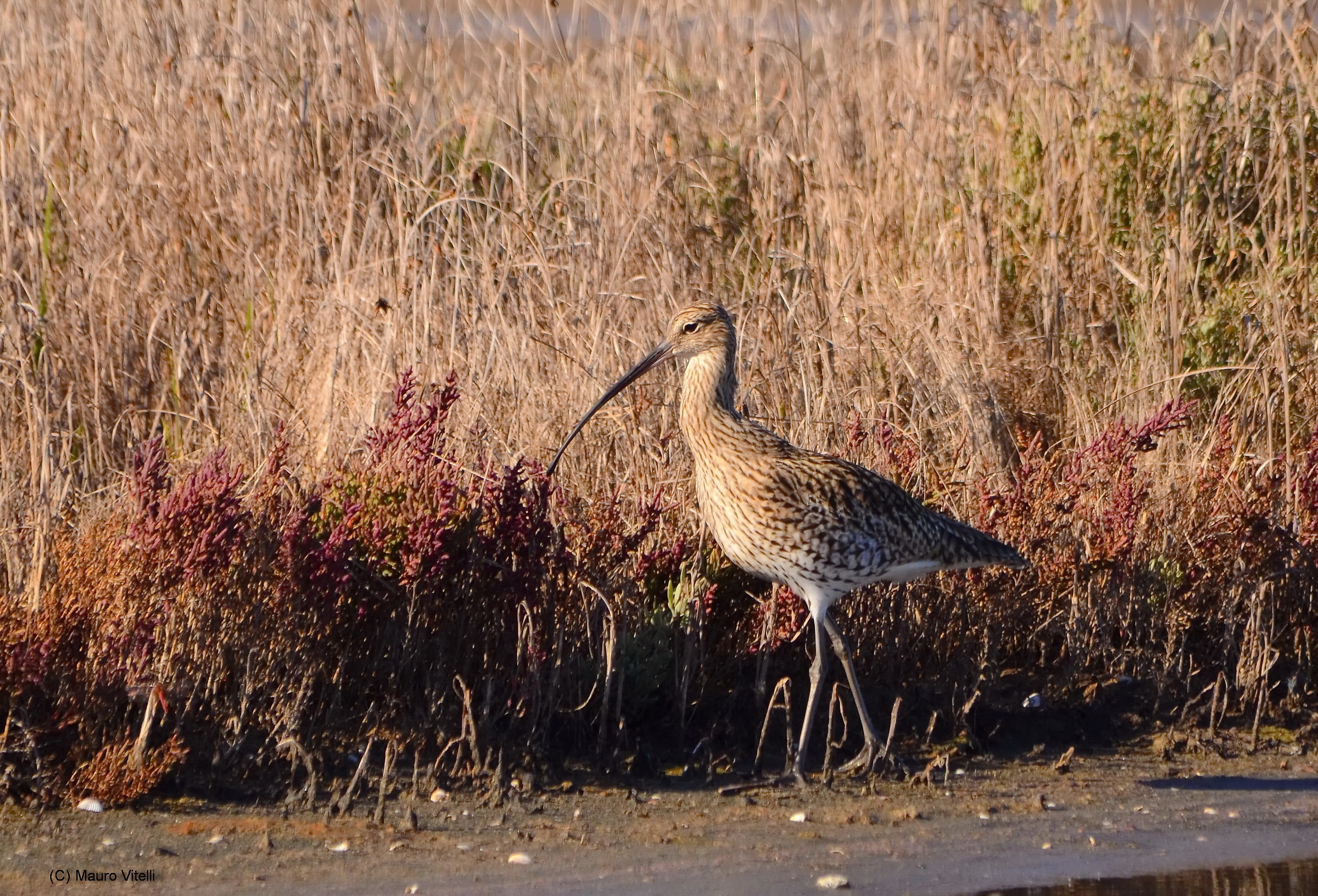 Curlew Maggiore