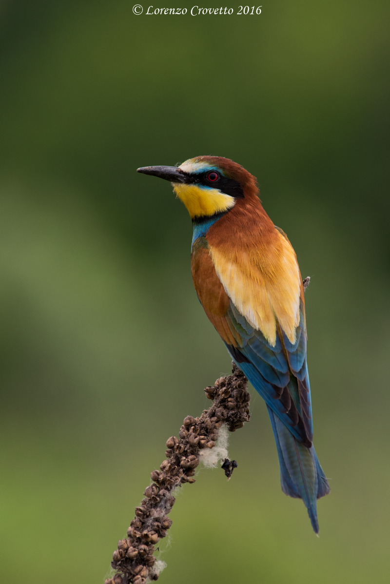 BeeEater's Portrait