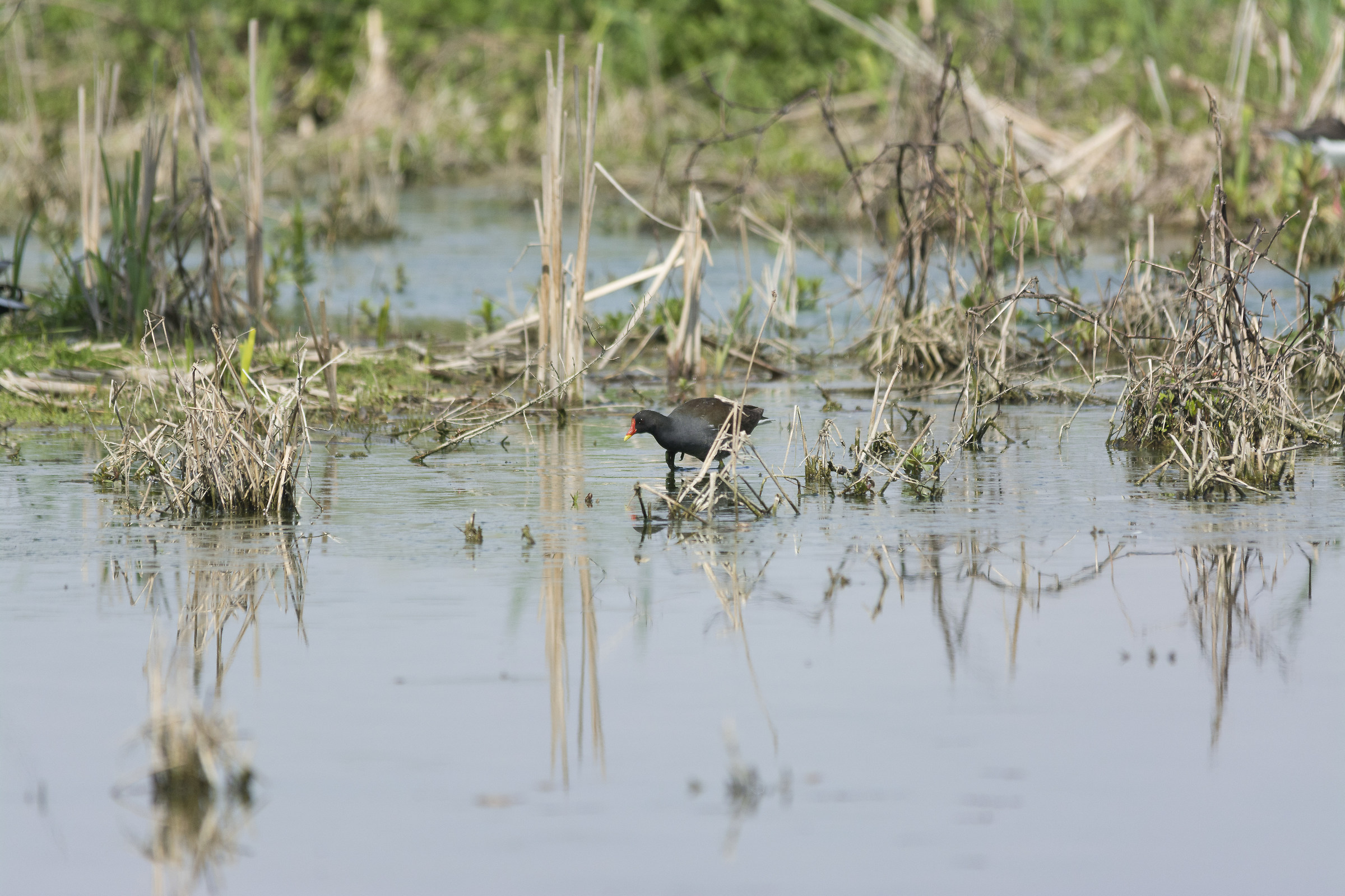 centro cicogne racconigi