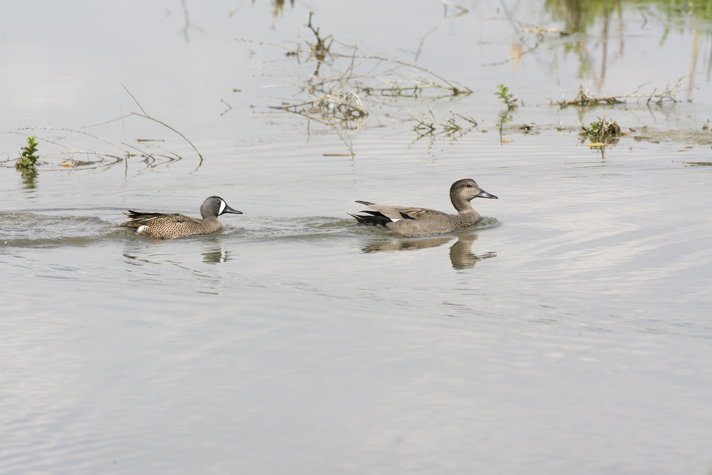 centro cicogne racconigi