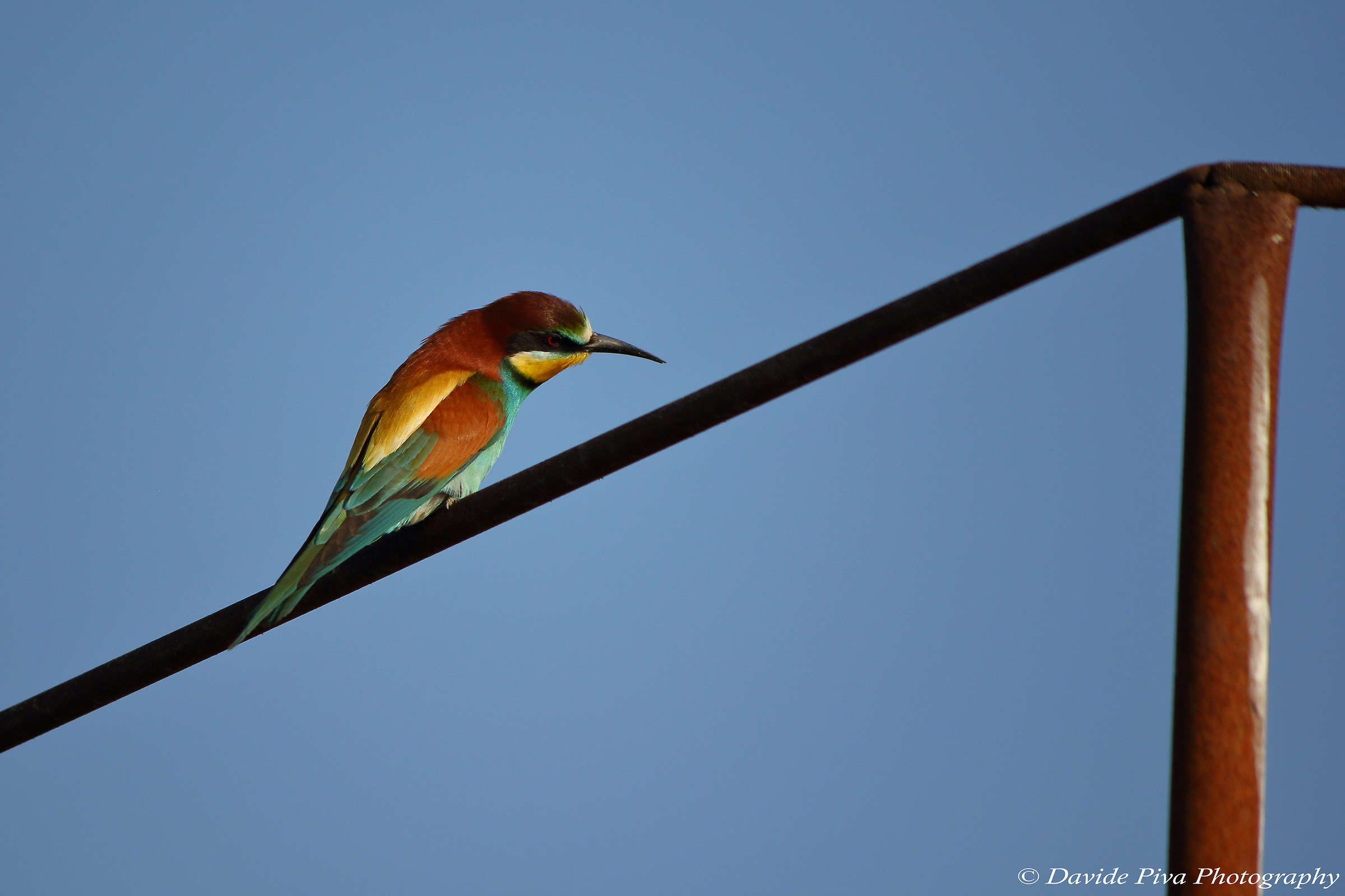 Bee-eater, Po Delta (Merops apiaster)