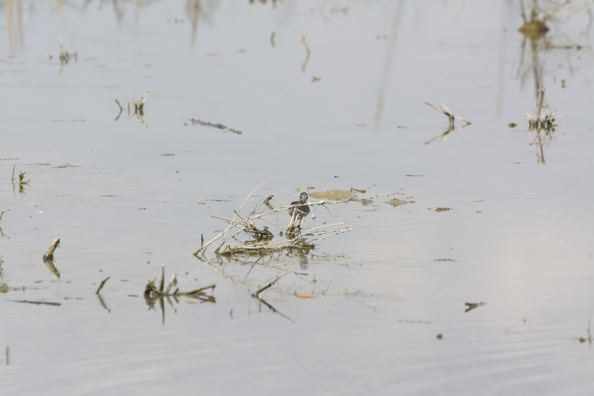 centro cicogne torino