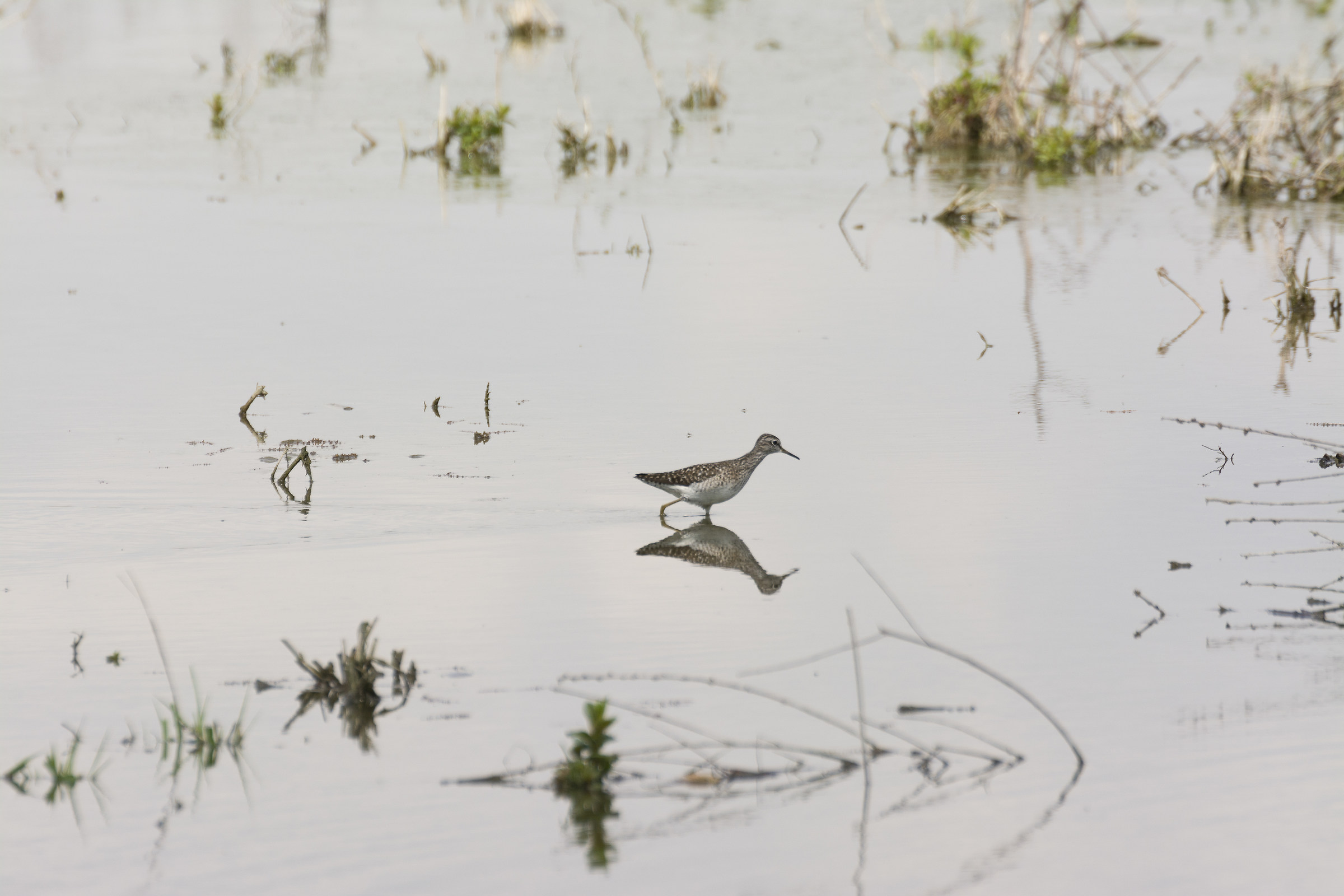 centro cicogne torino