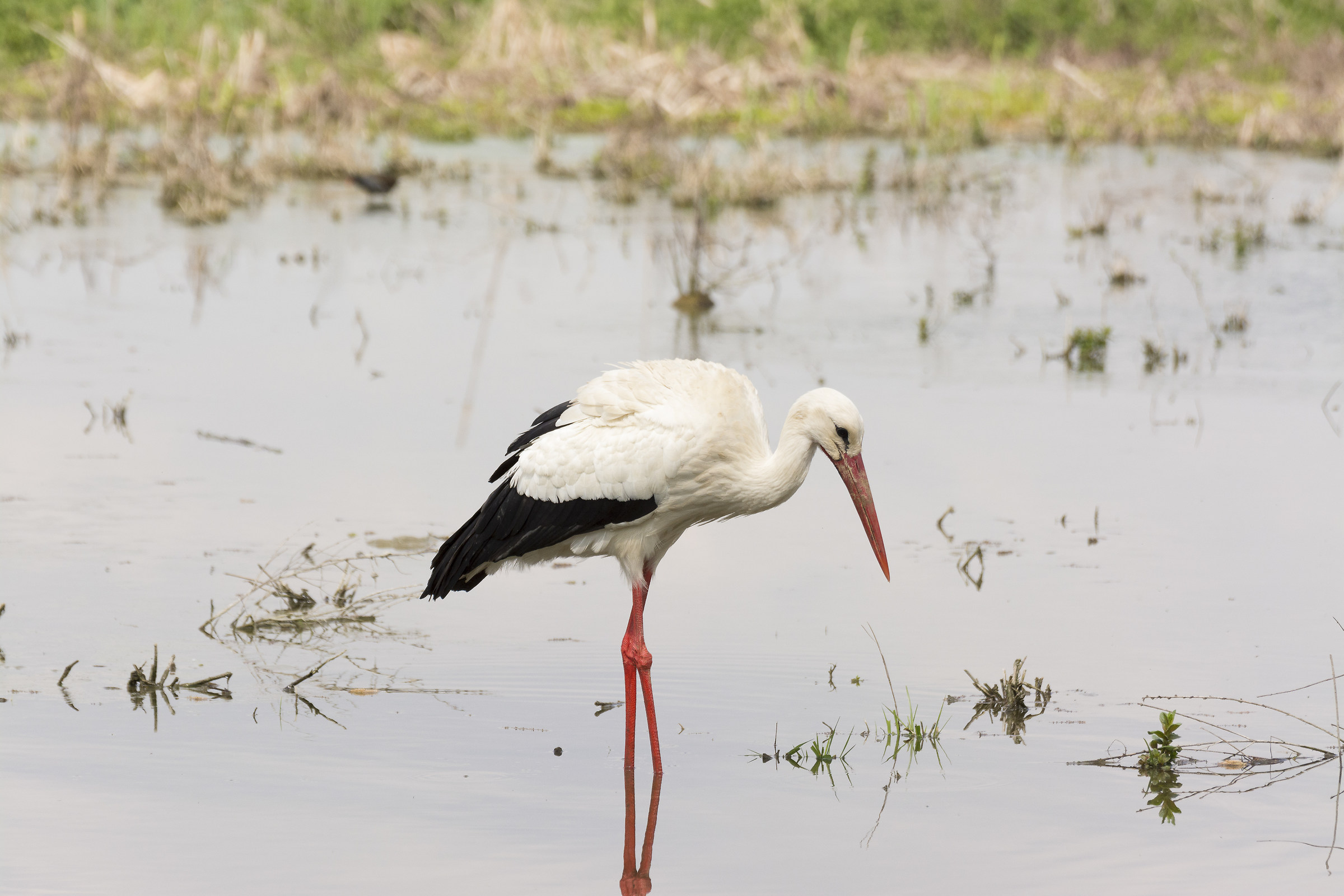 centro cicogne torino