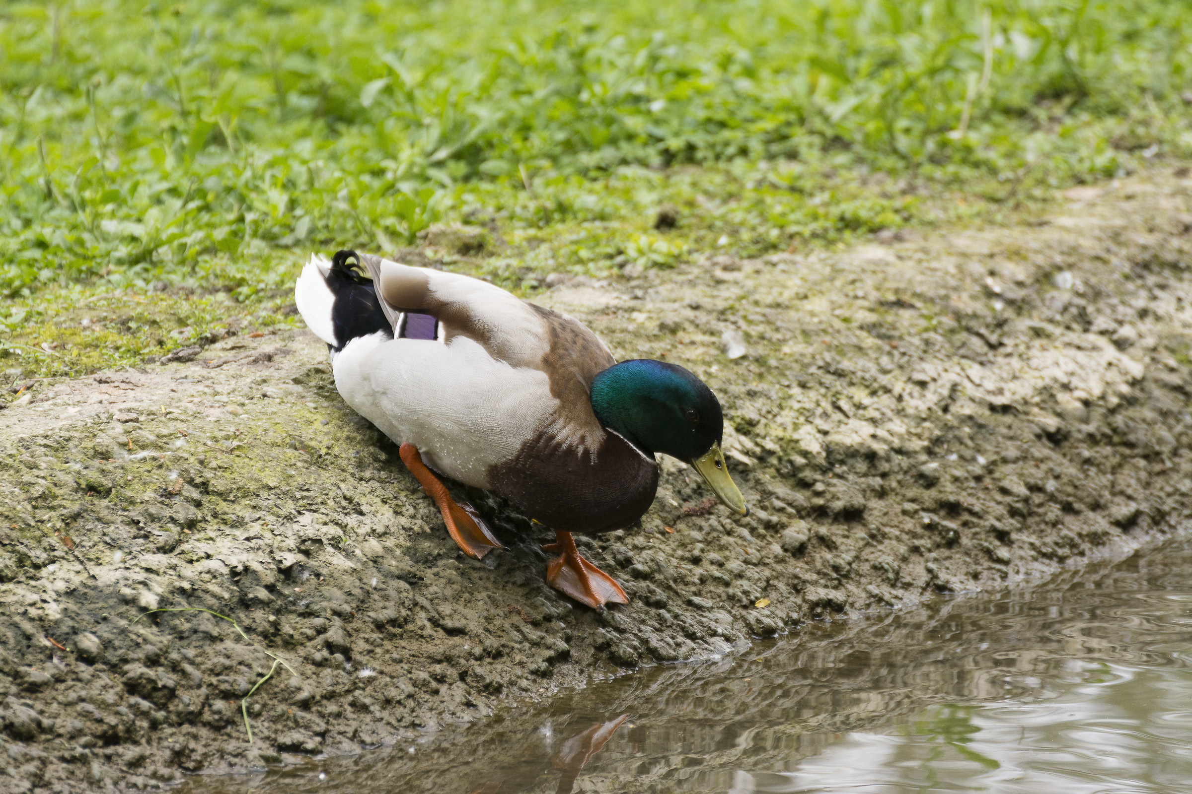 centro cicogne torino