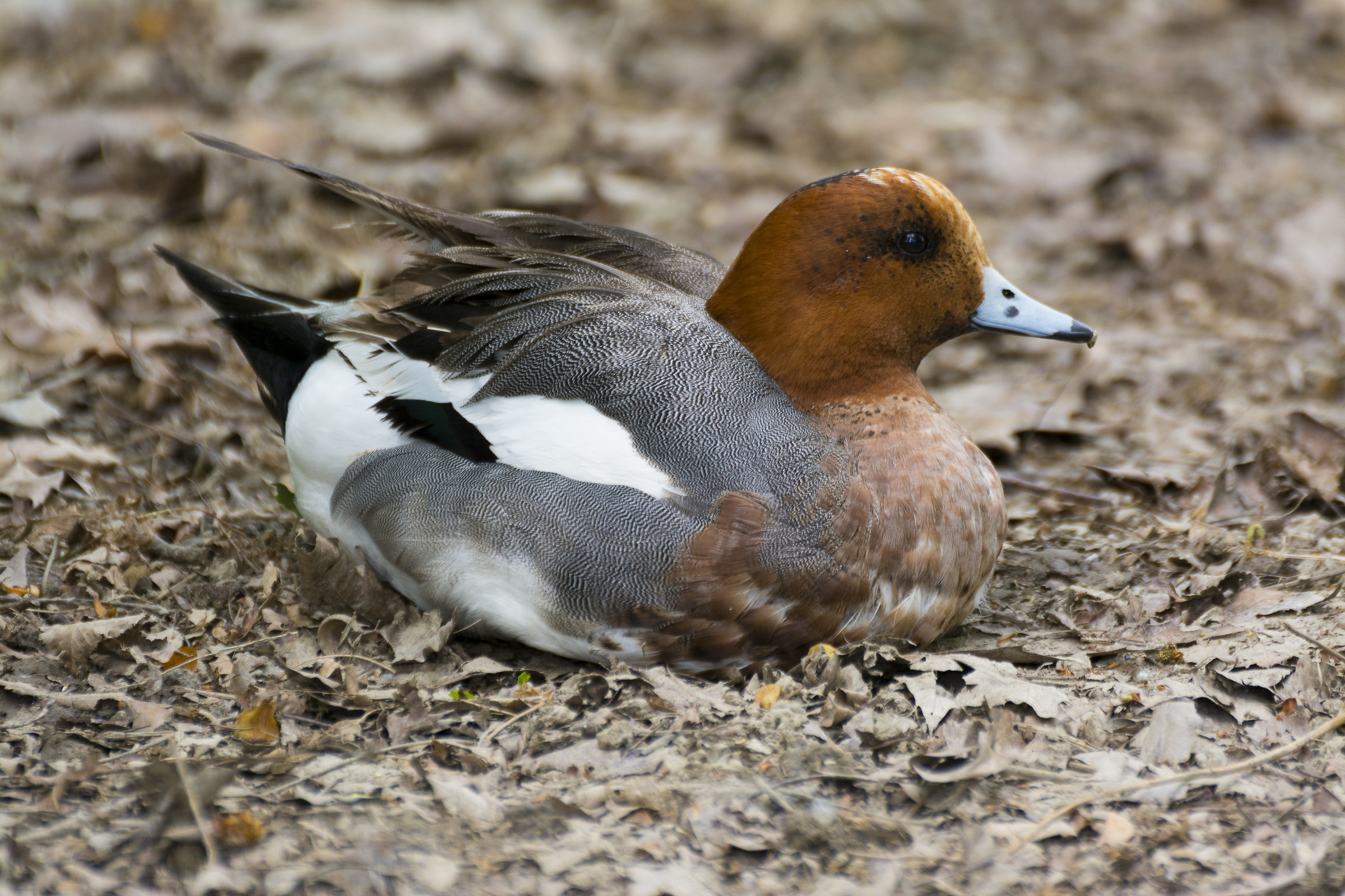 centro cicogne torino