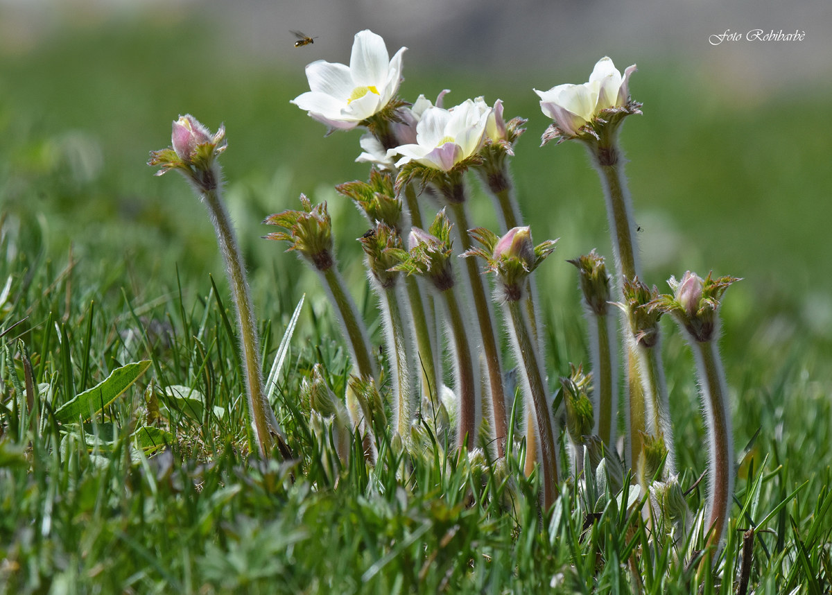 Una bella famigliola...
