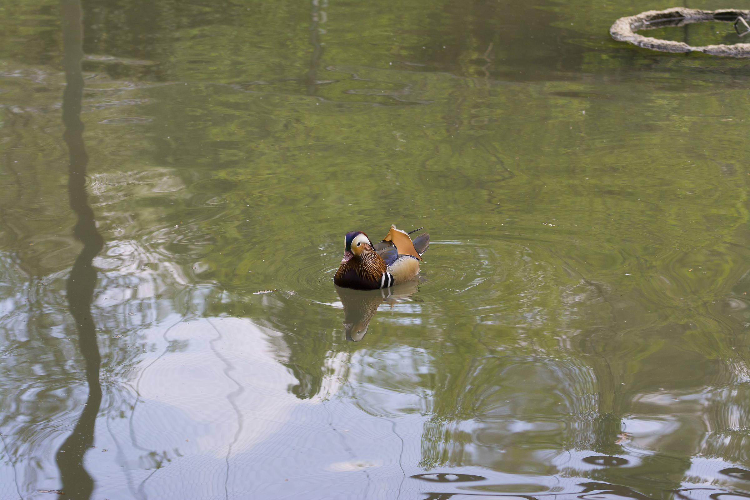 centro cicogne torino