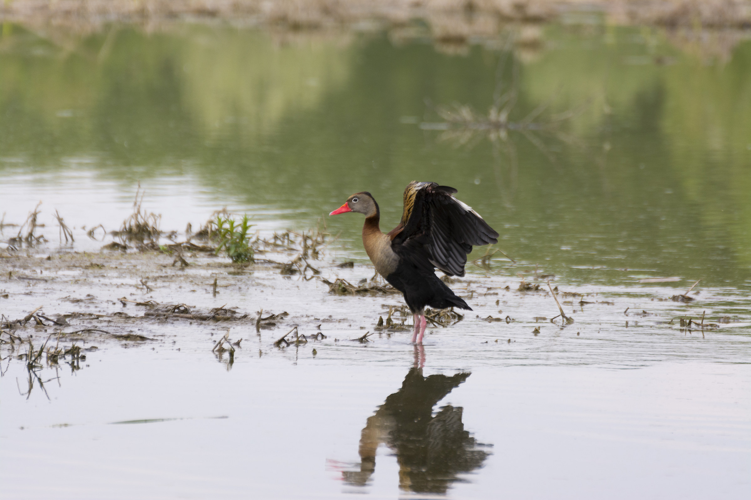 centro cicogne torino