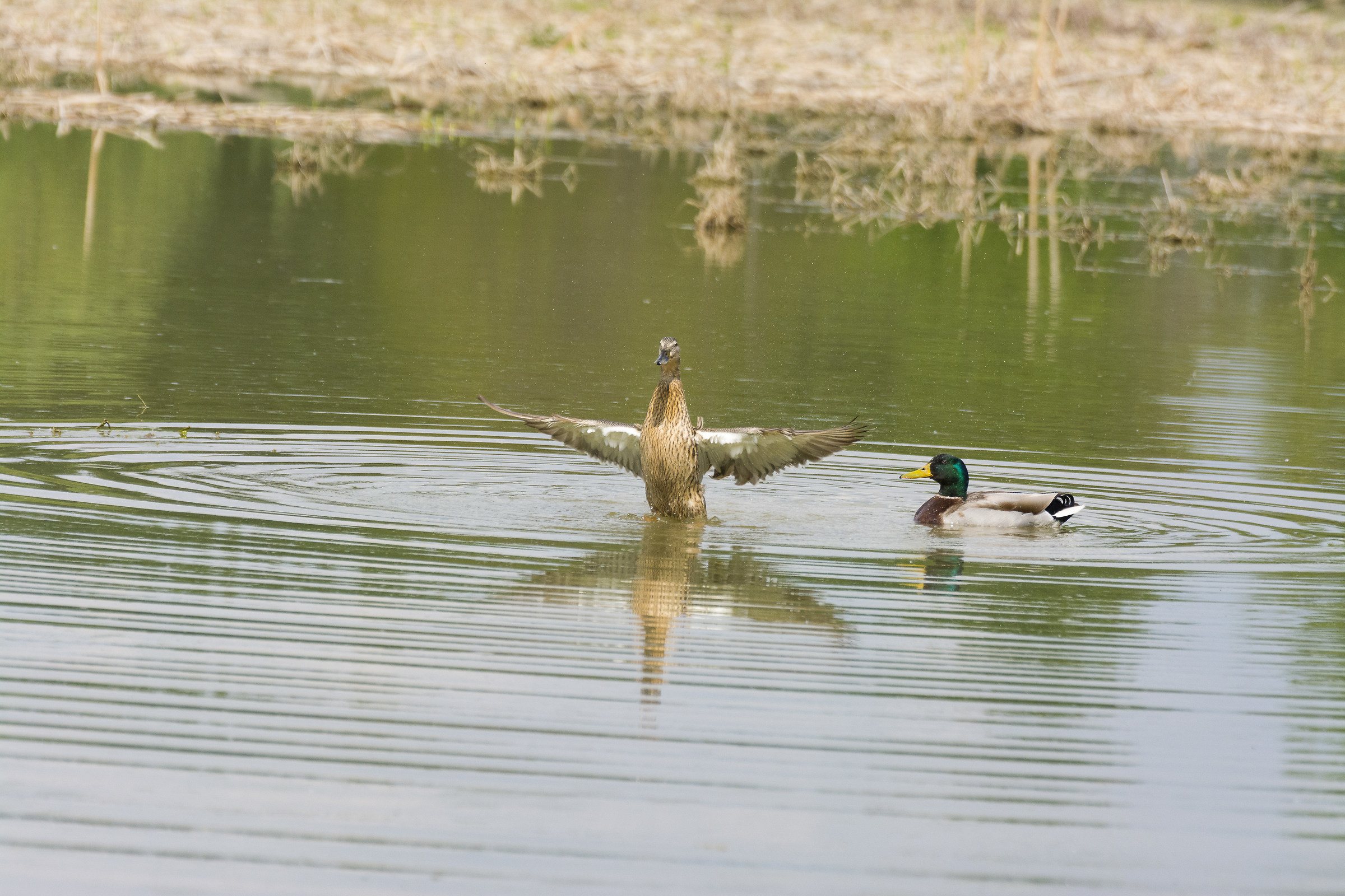 centro cicogne torino