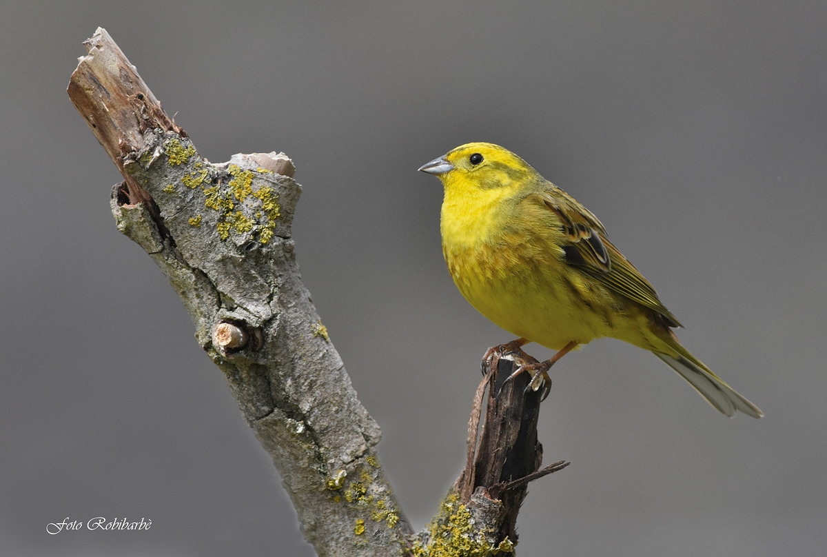 Yellowhammer ...