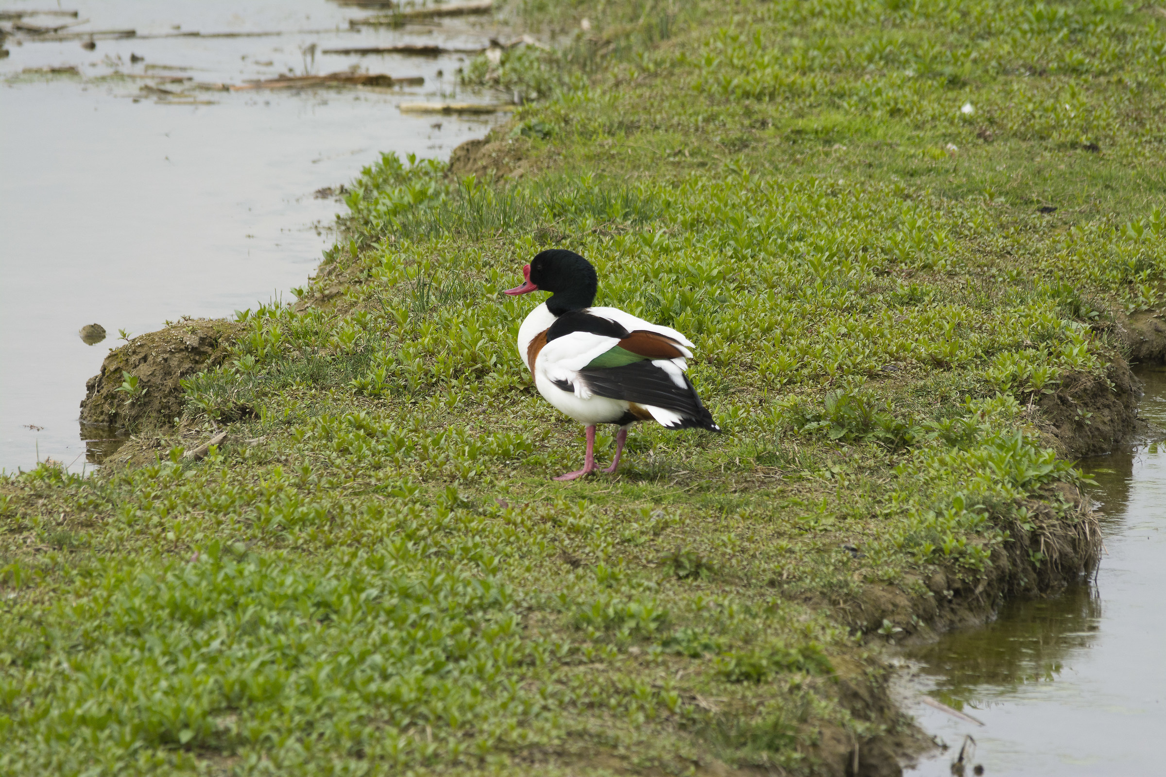 centro cicogne torino