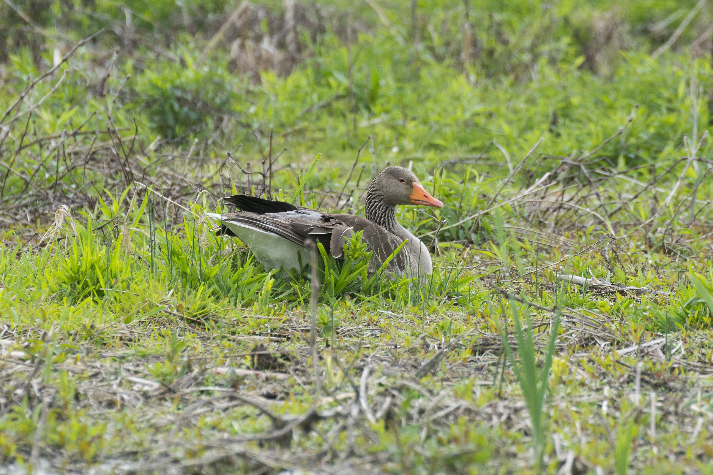 centro cicogne torino