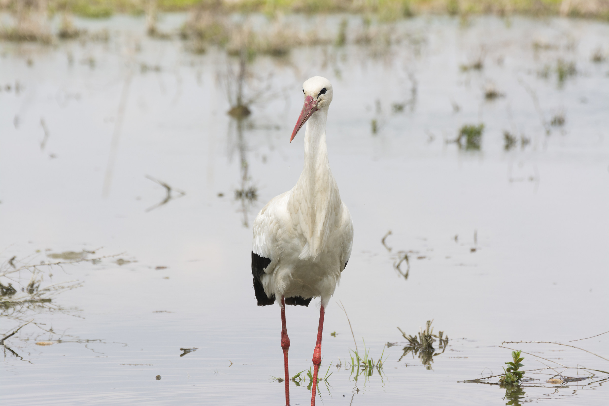 centro cicogne torino