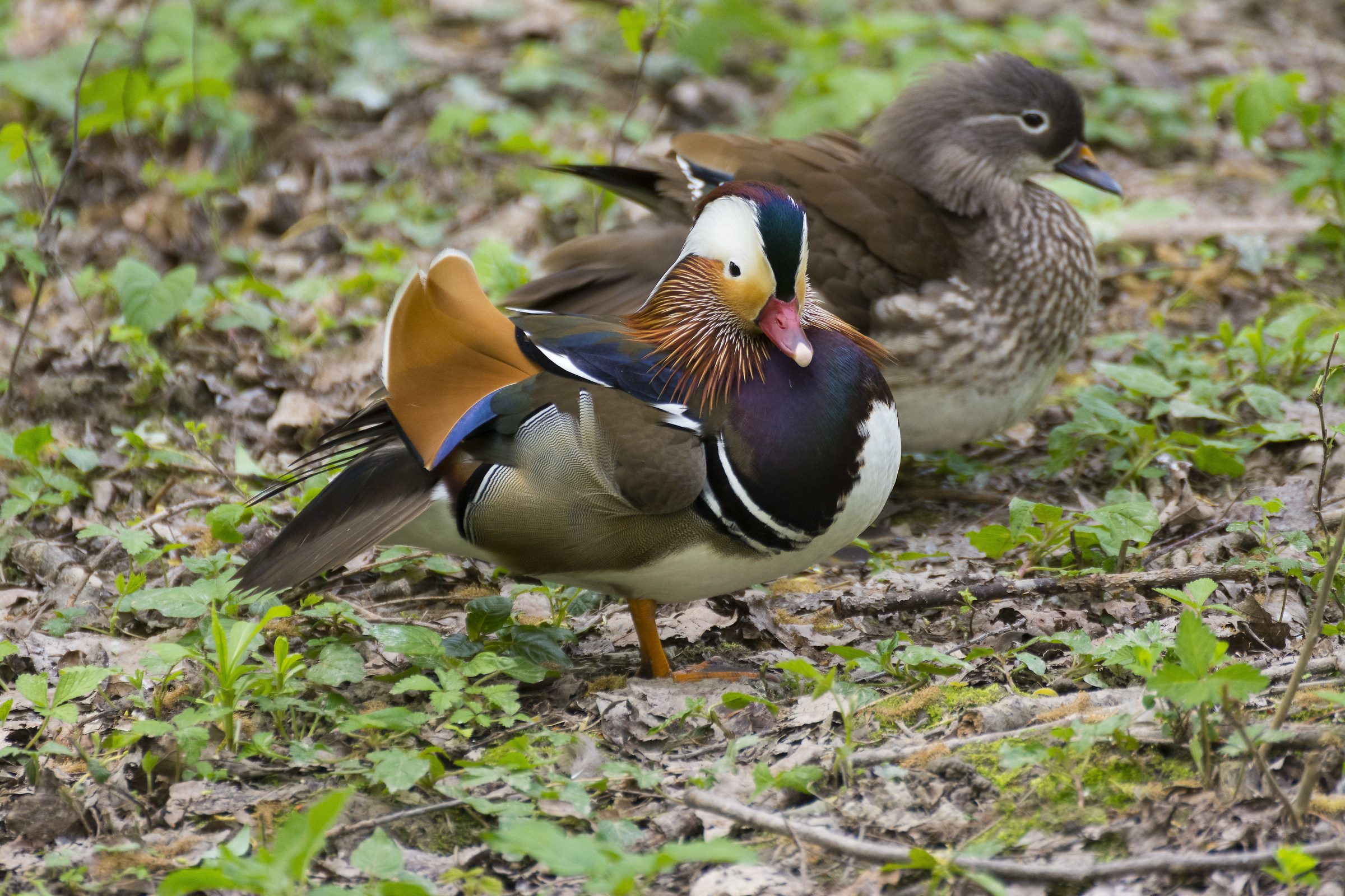 cento cicogne racconigi