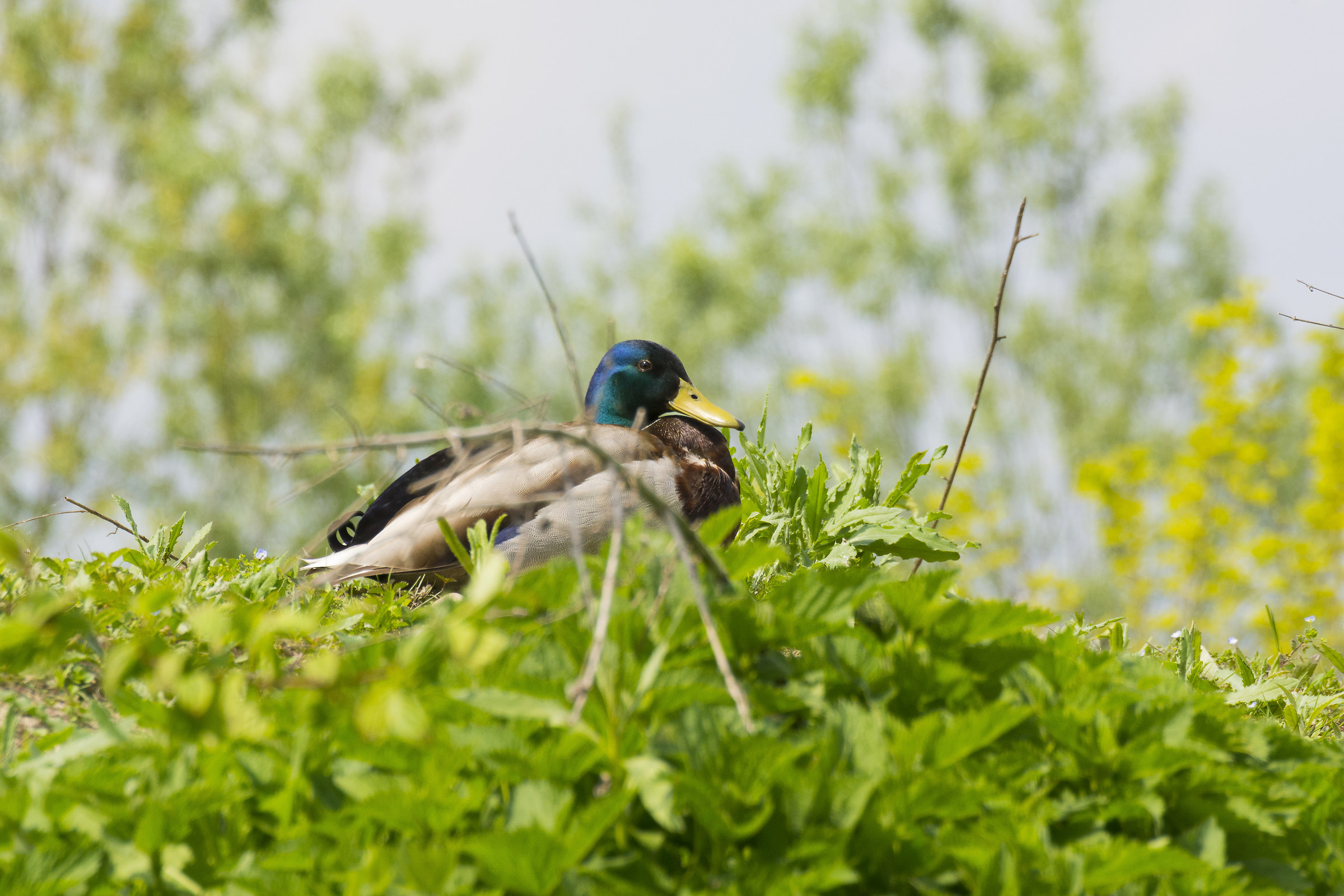 cento cicogne racconigi