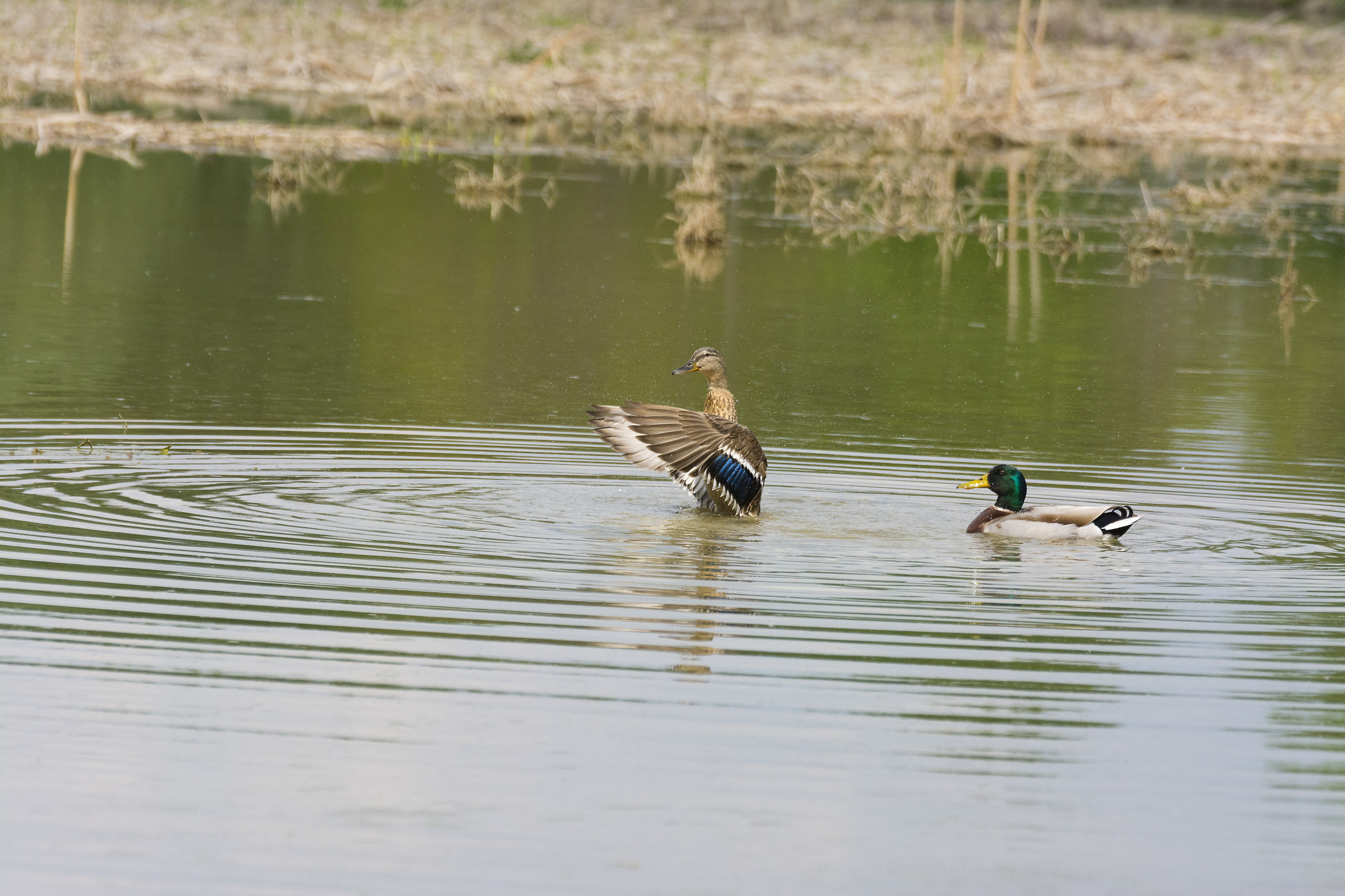 centro cicogne racconigi
