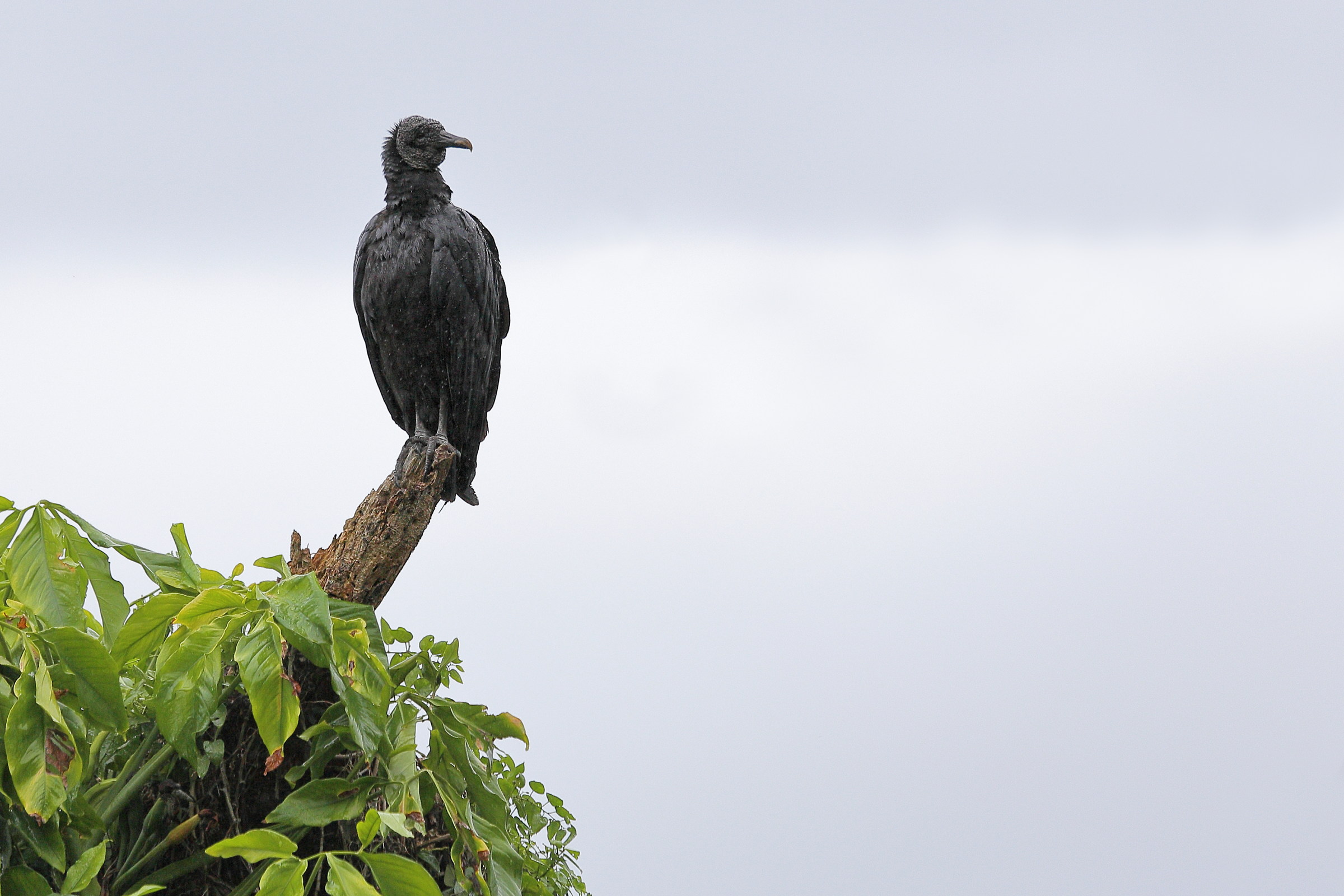 Black-headed vultures (Coragyps atratus)