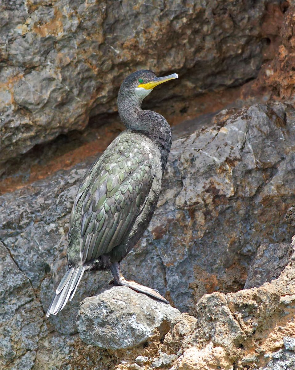 Marangone dal ciuffo ( Isola di Minorca )