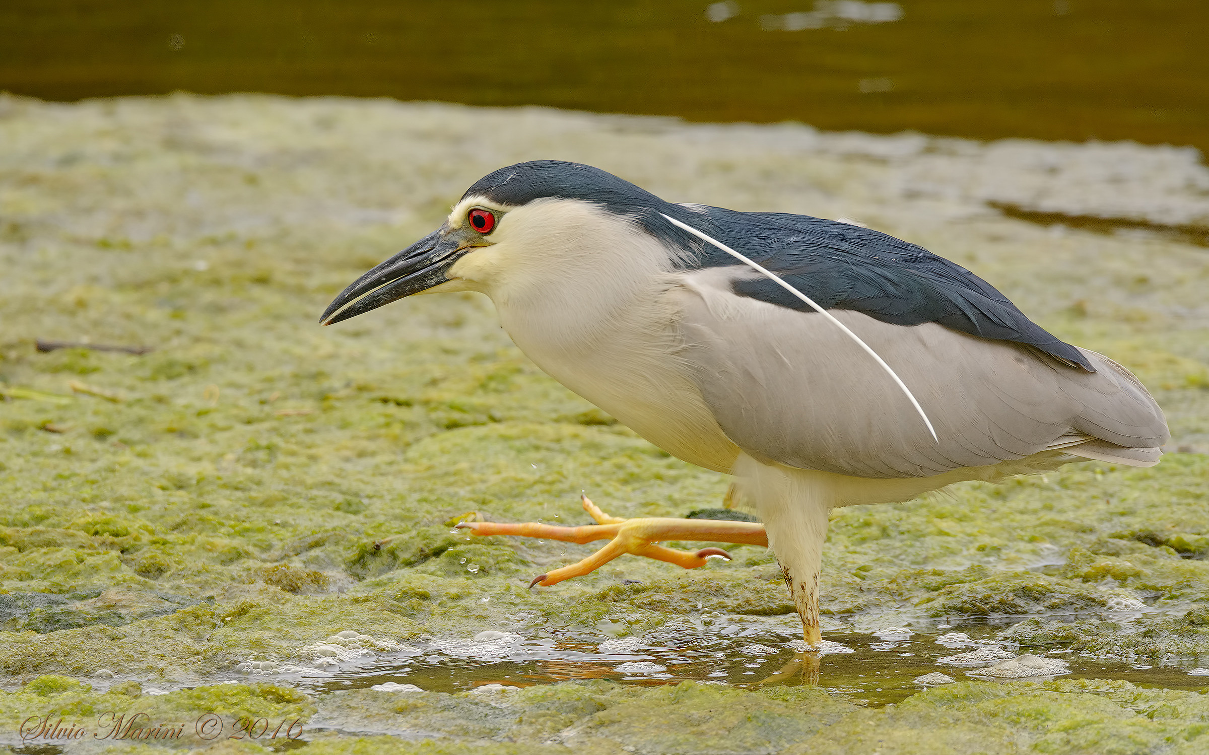 Nitticora(Nycticorax nycticorax)