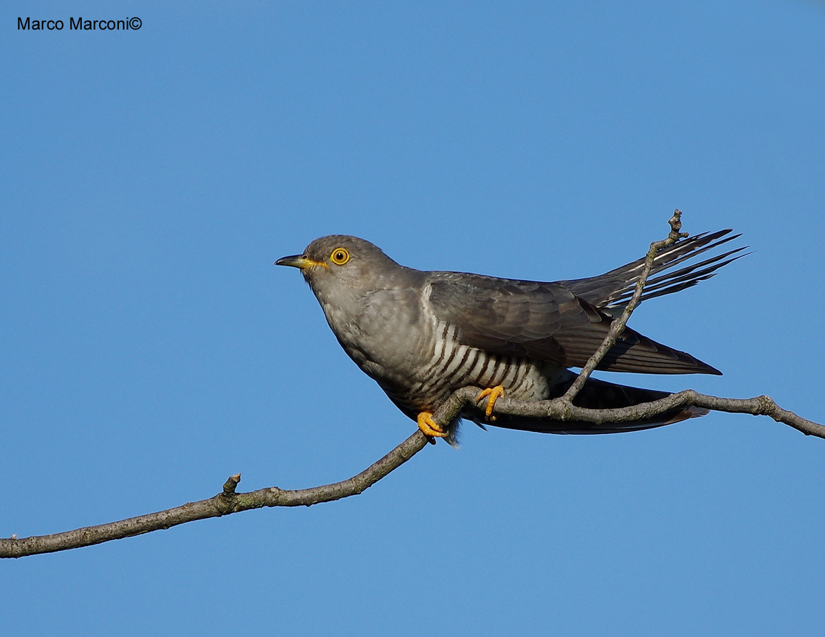Cuckoo
