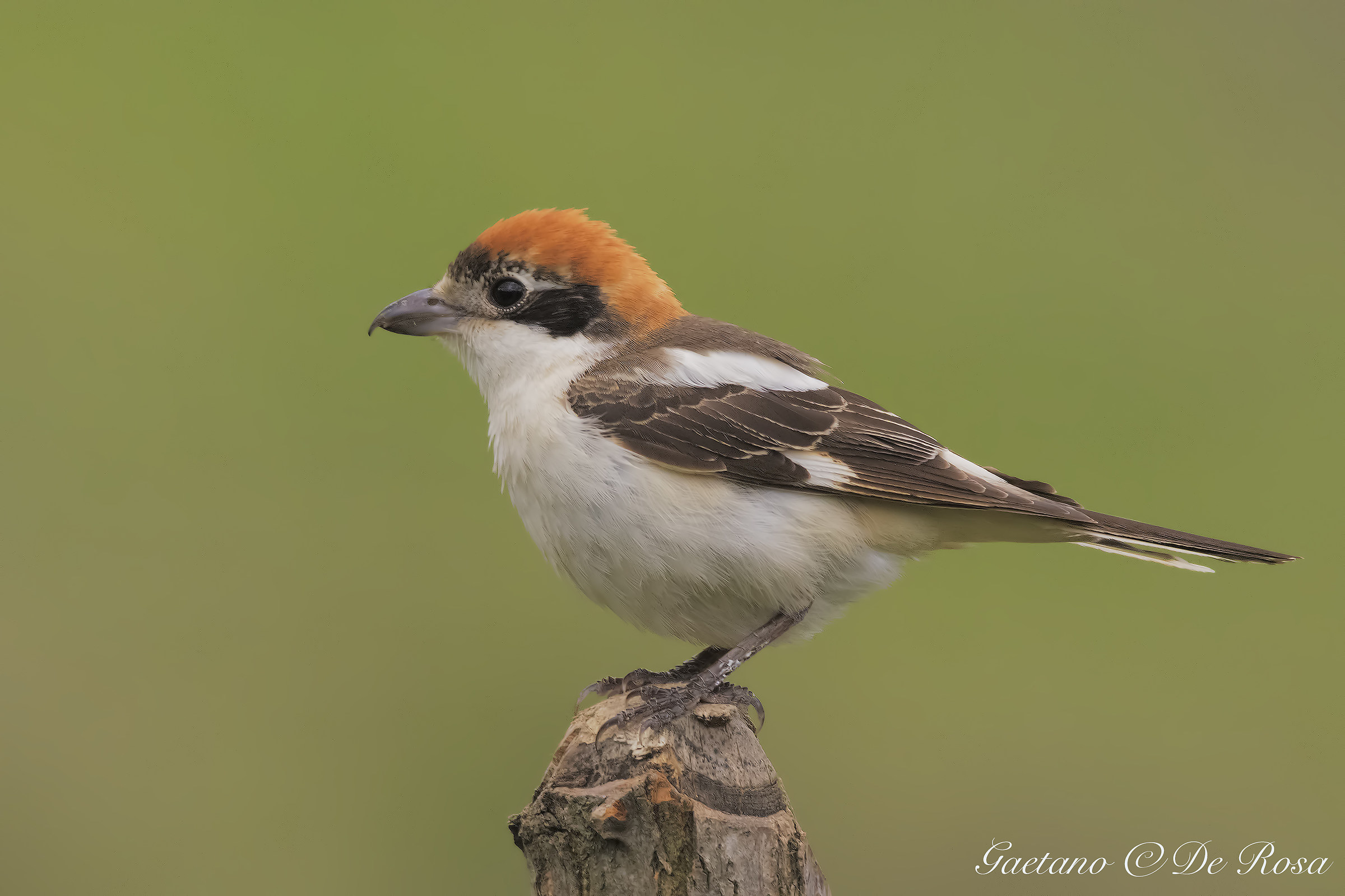 Shrike