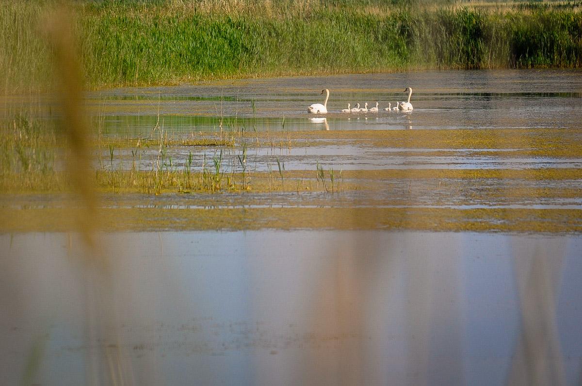 Proteggere..., amare..