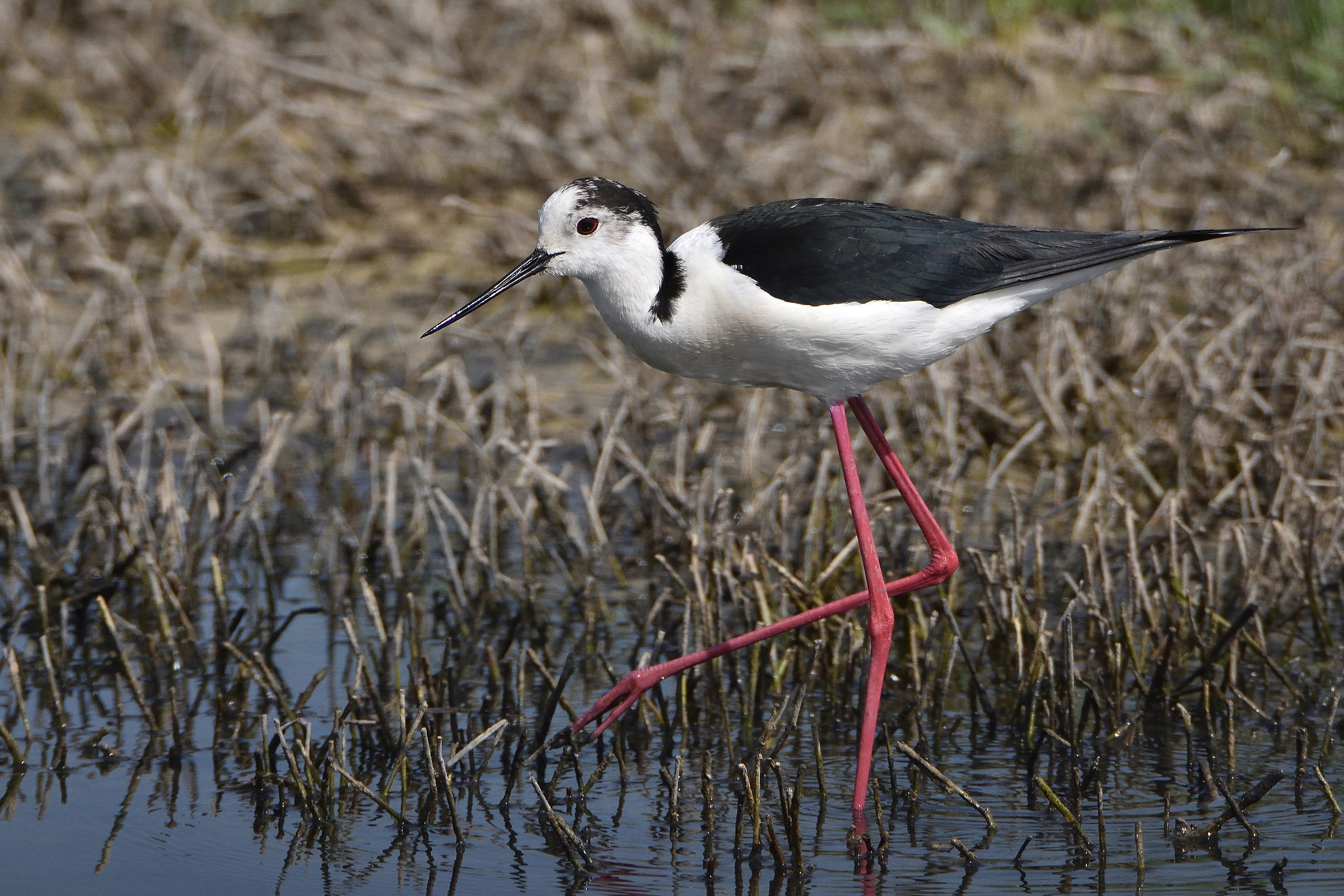 Knight of Italy - male