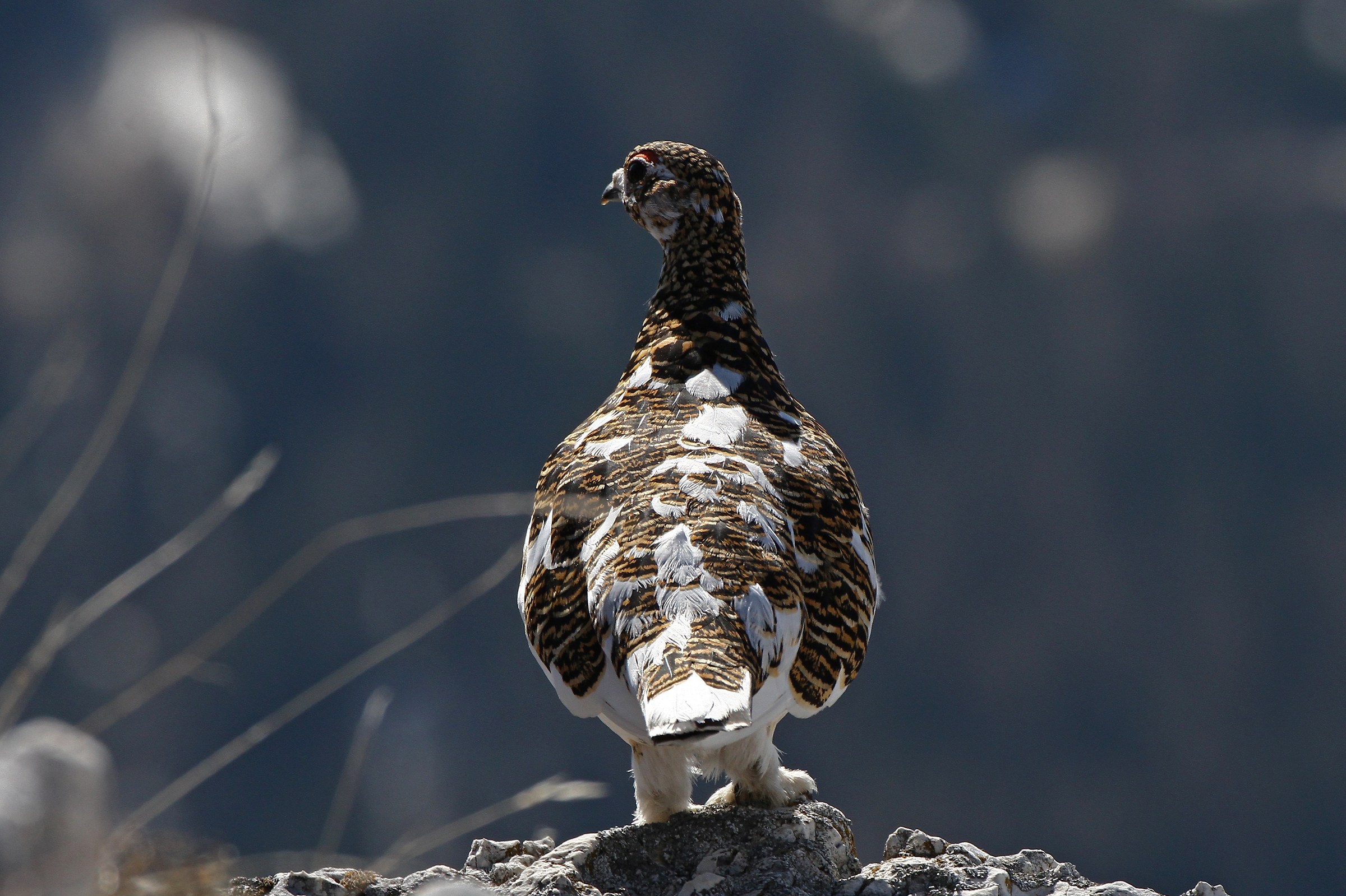 Pernice bianca -Dolomiti