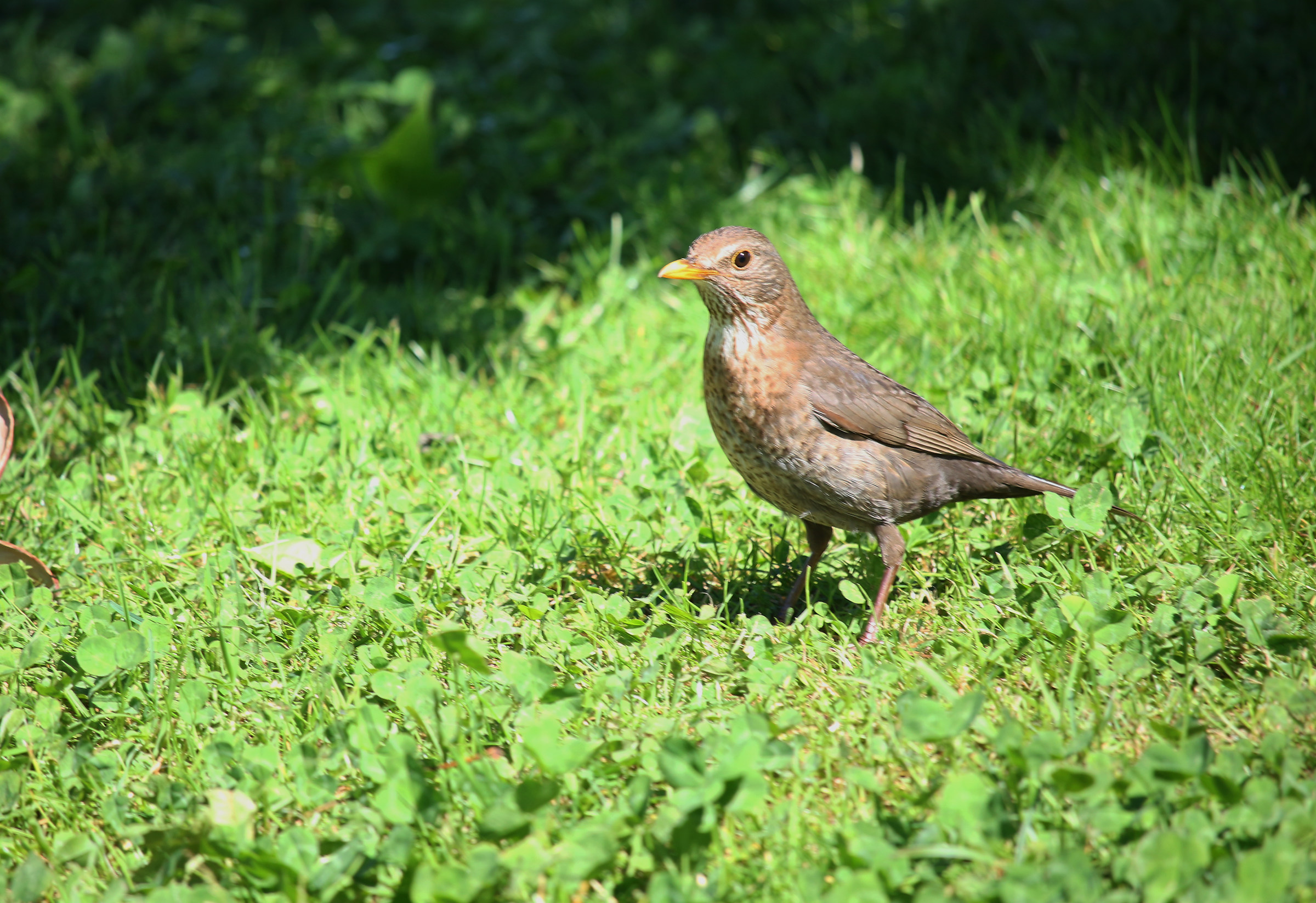Female of Blackbird