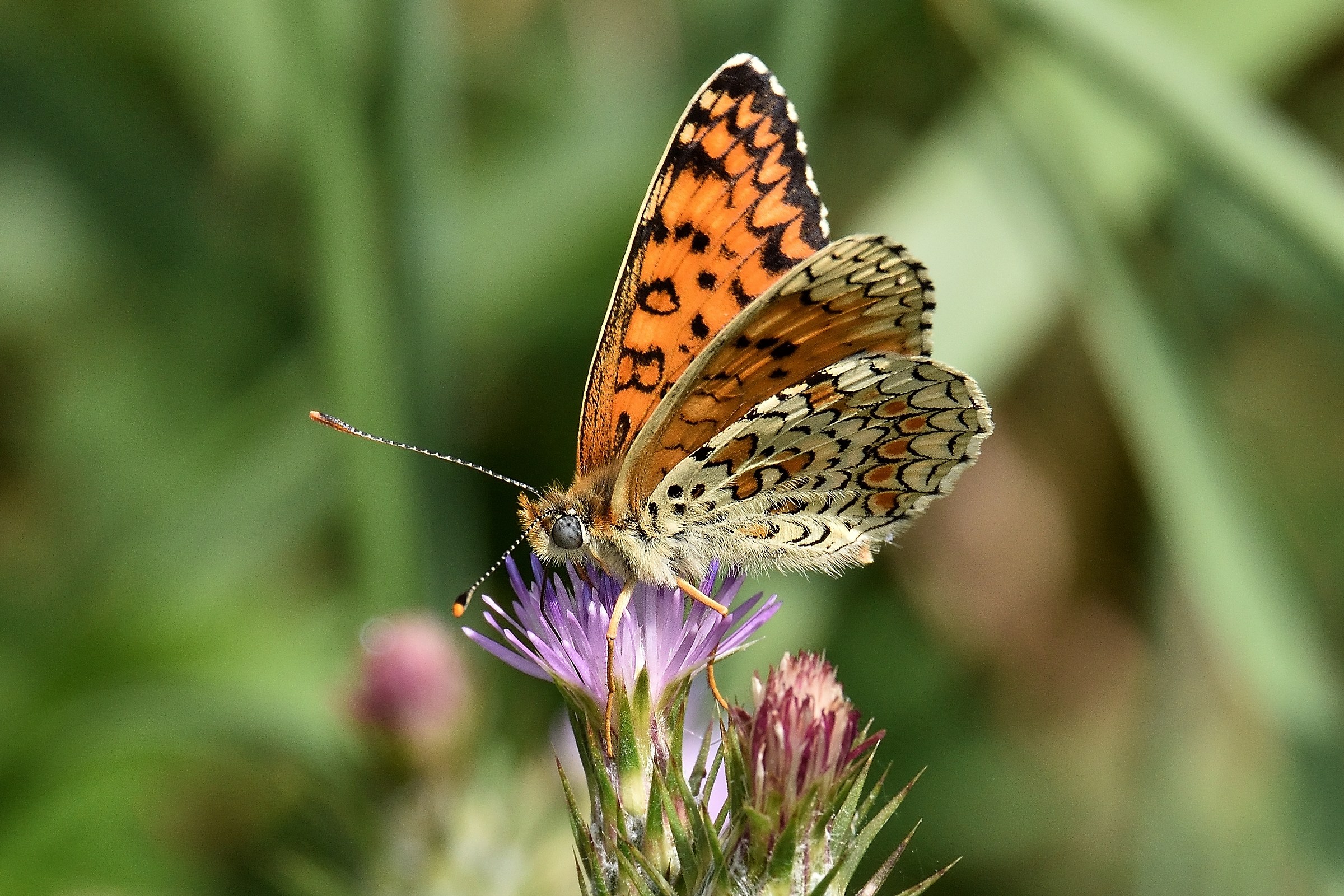 Euphydryas aurinia