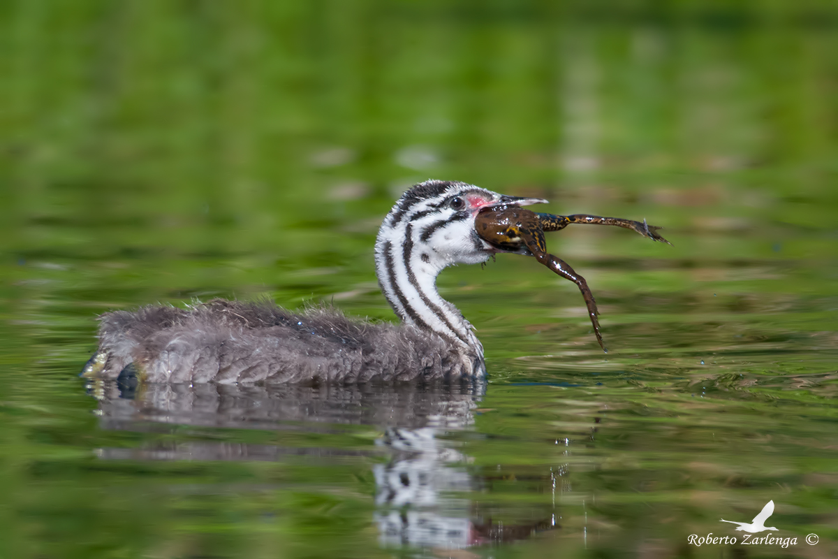 Pullo of grebe Maggiore