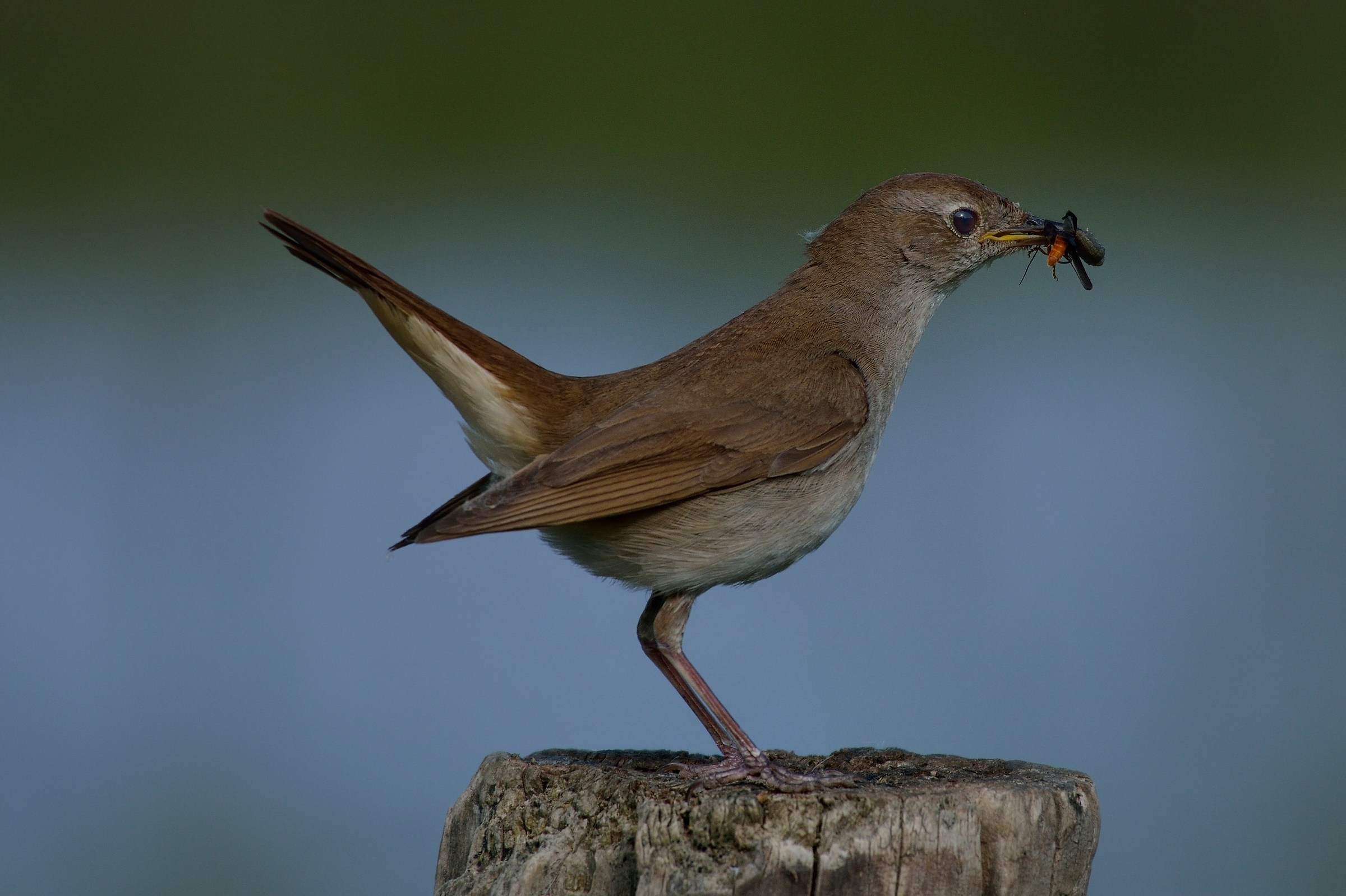 Cetti's Warbler