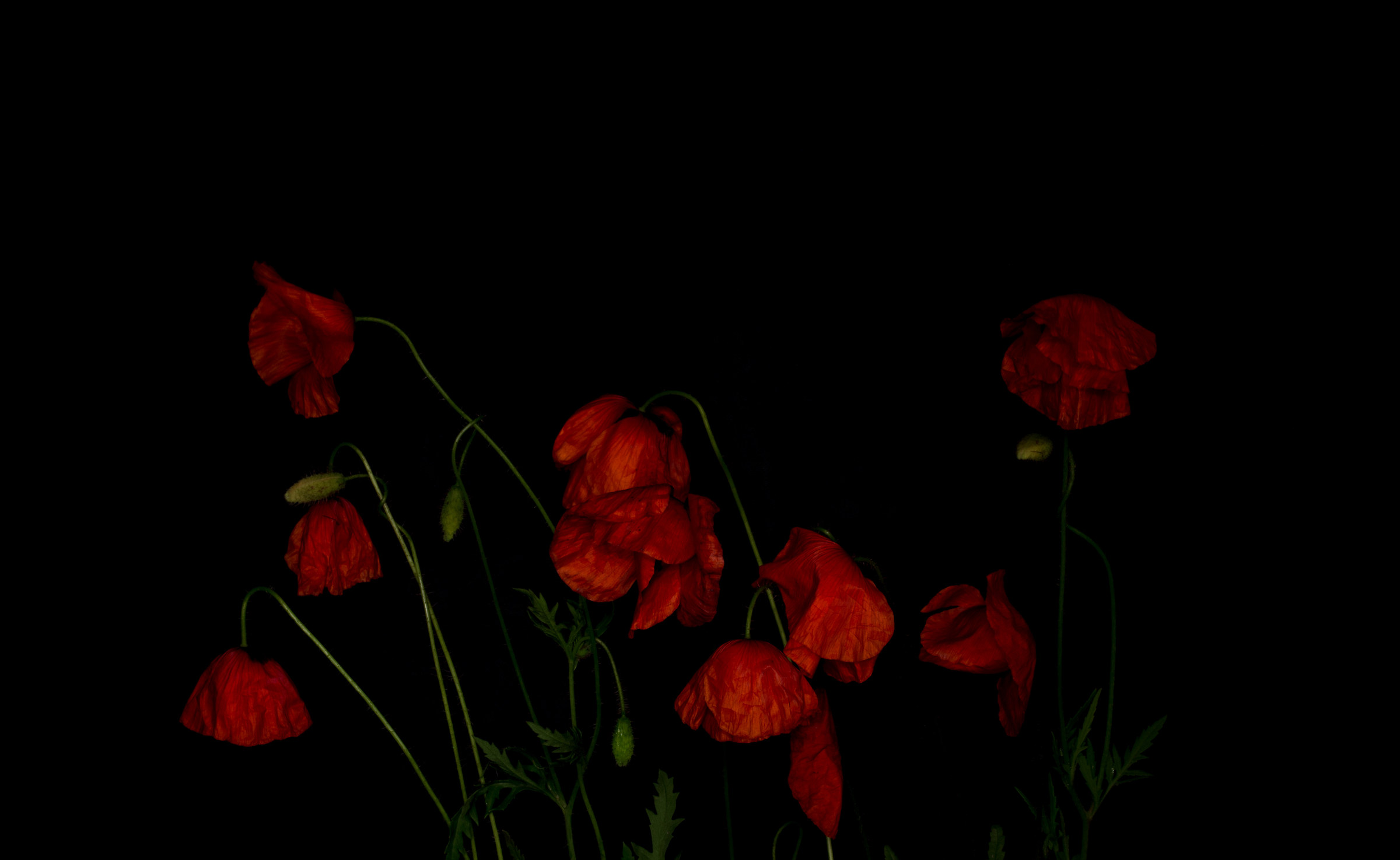 opium den of decadence