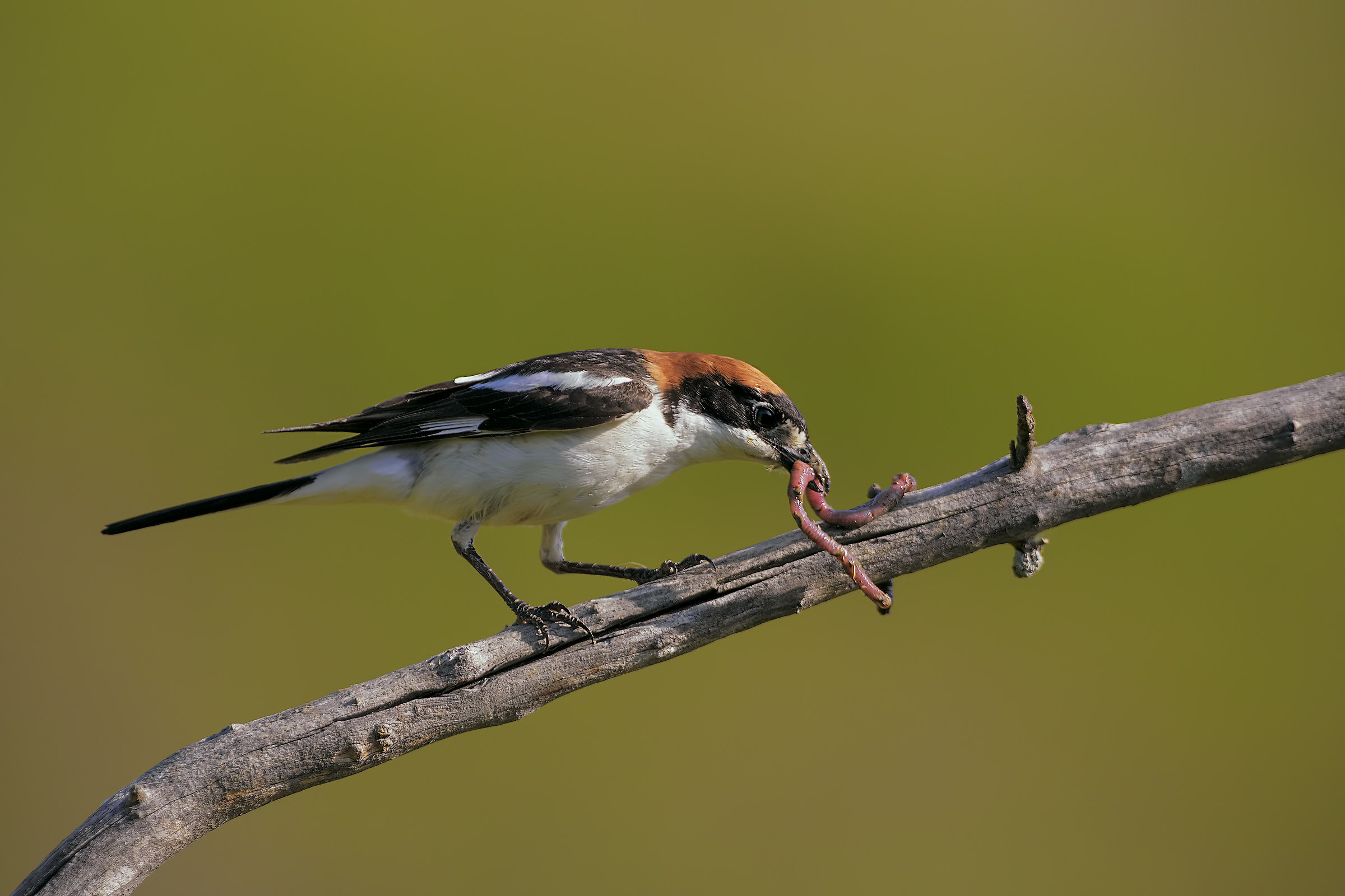 Woodchat Shrike