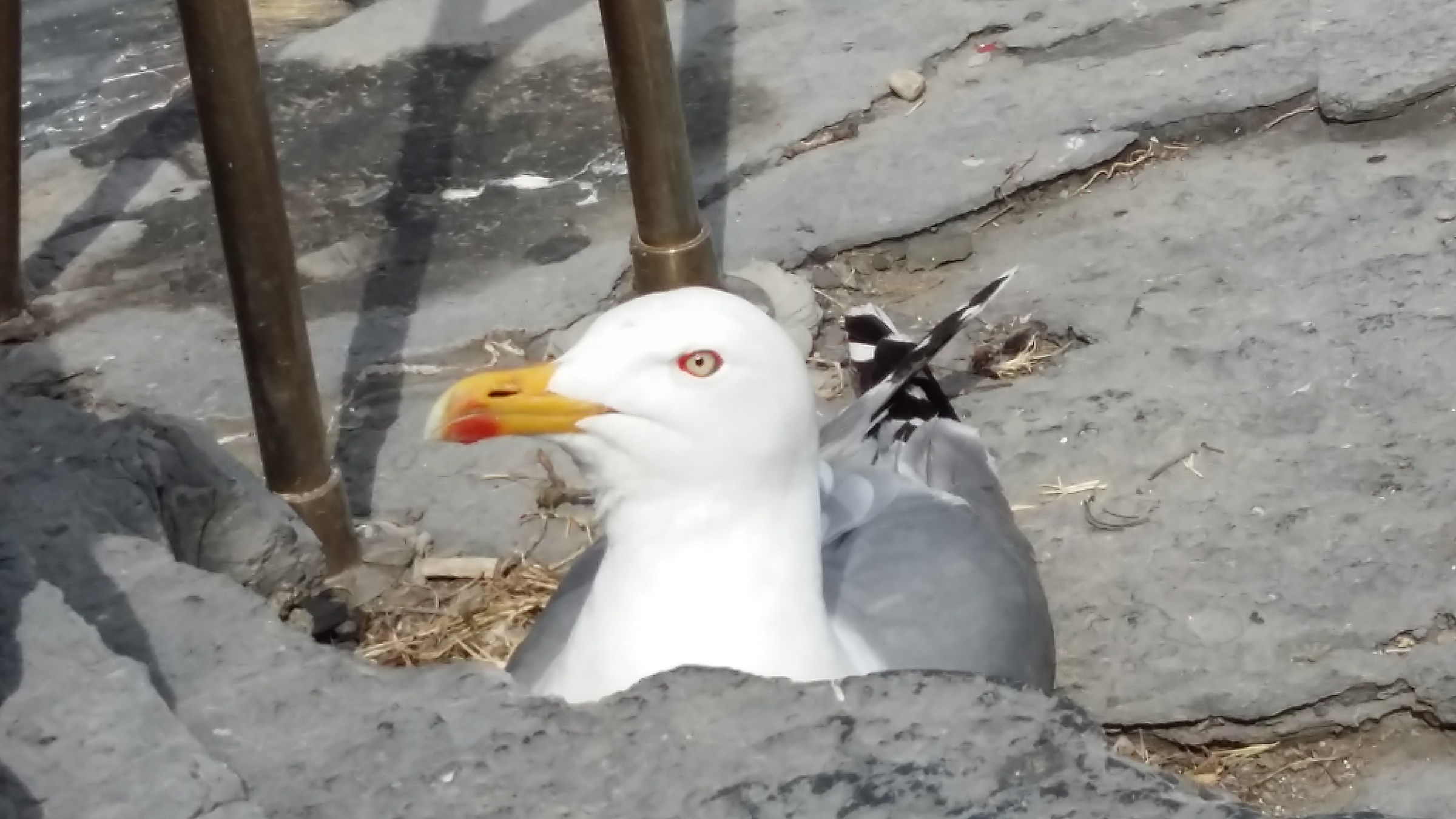 Seagull