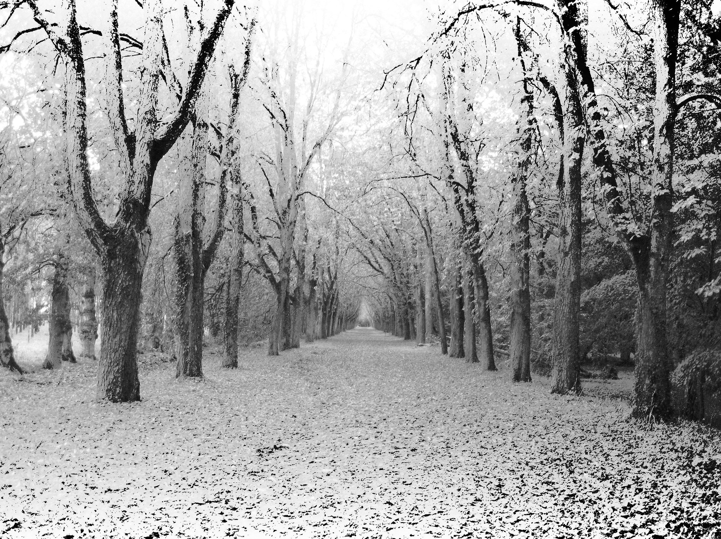 walking through the woods